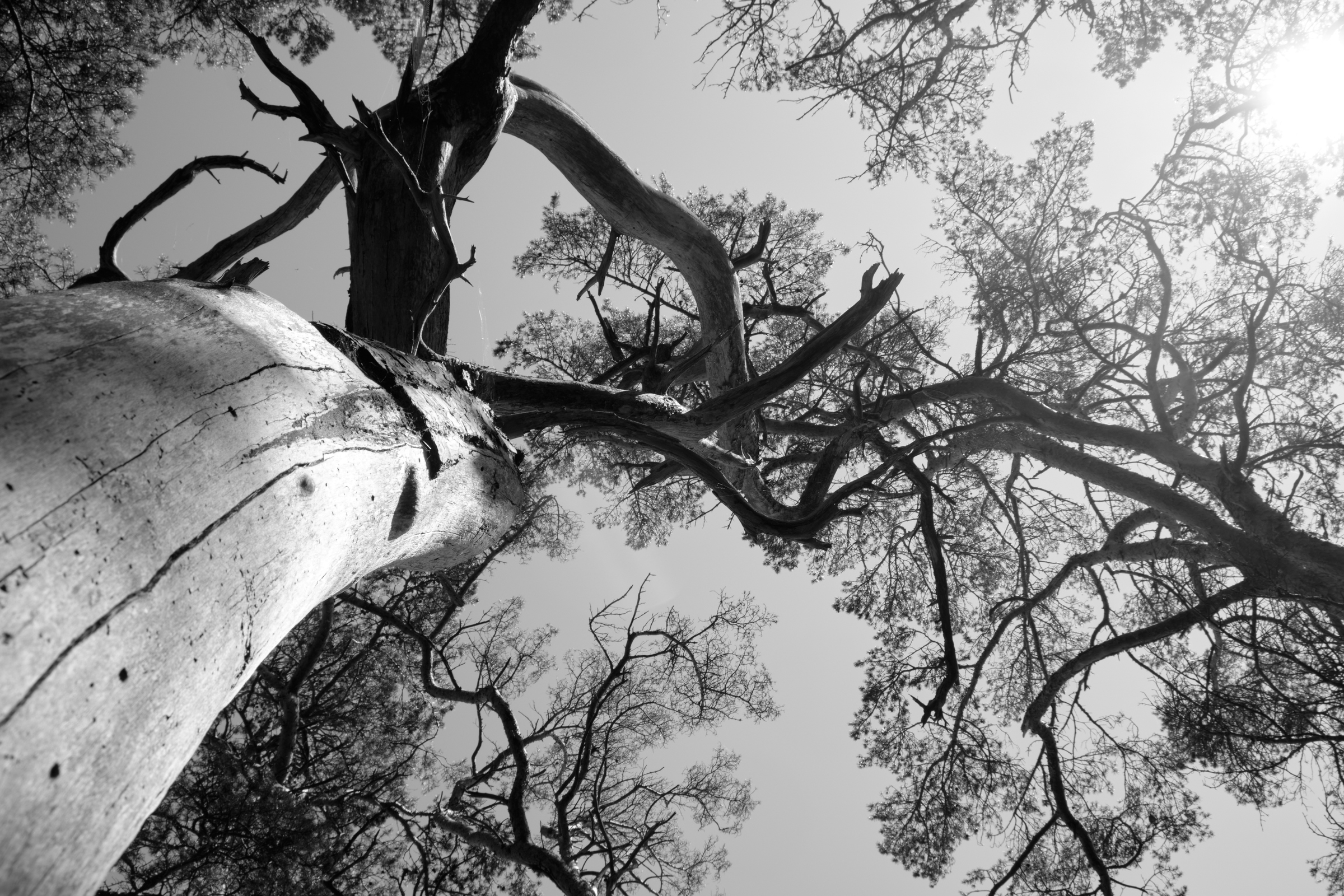 Twisted Black & White I