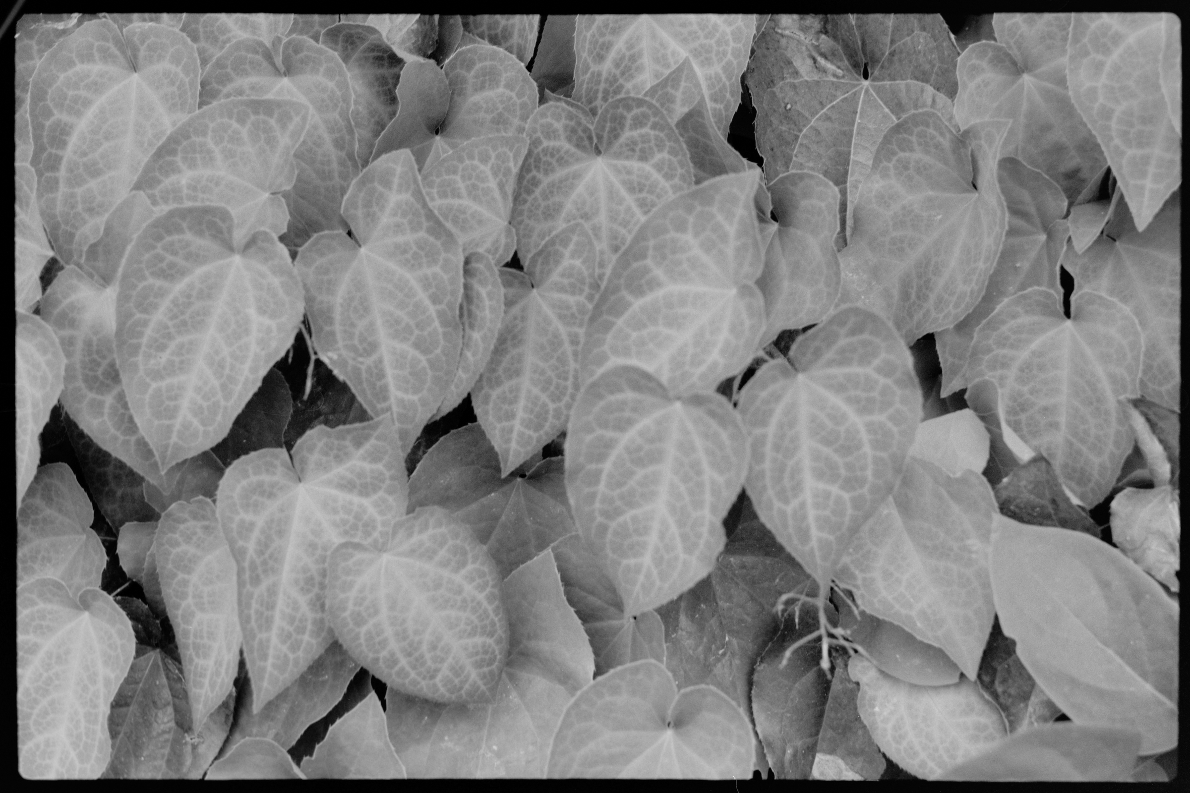 Leafs