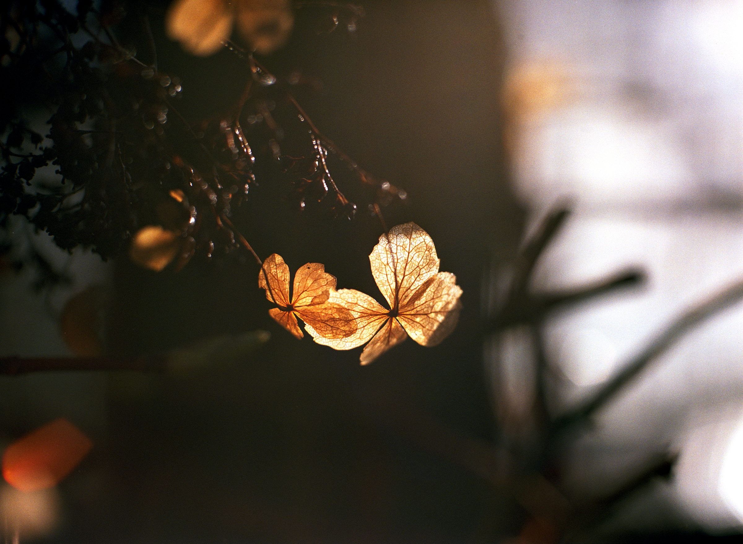 Herbst im Frühling