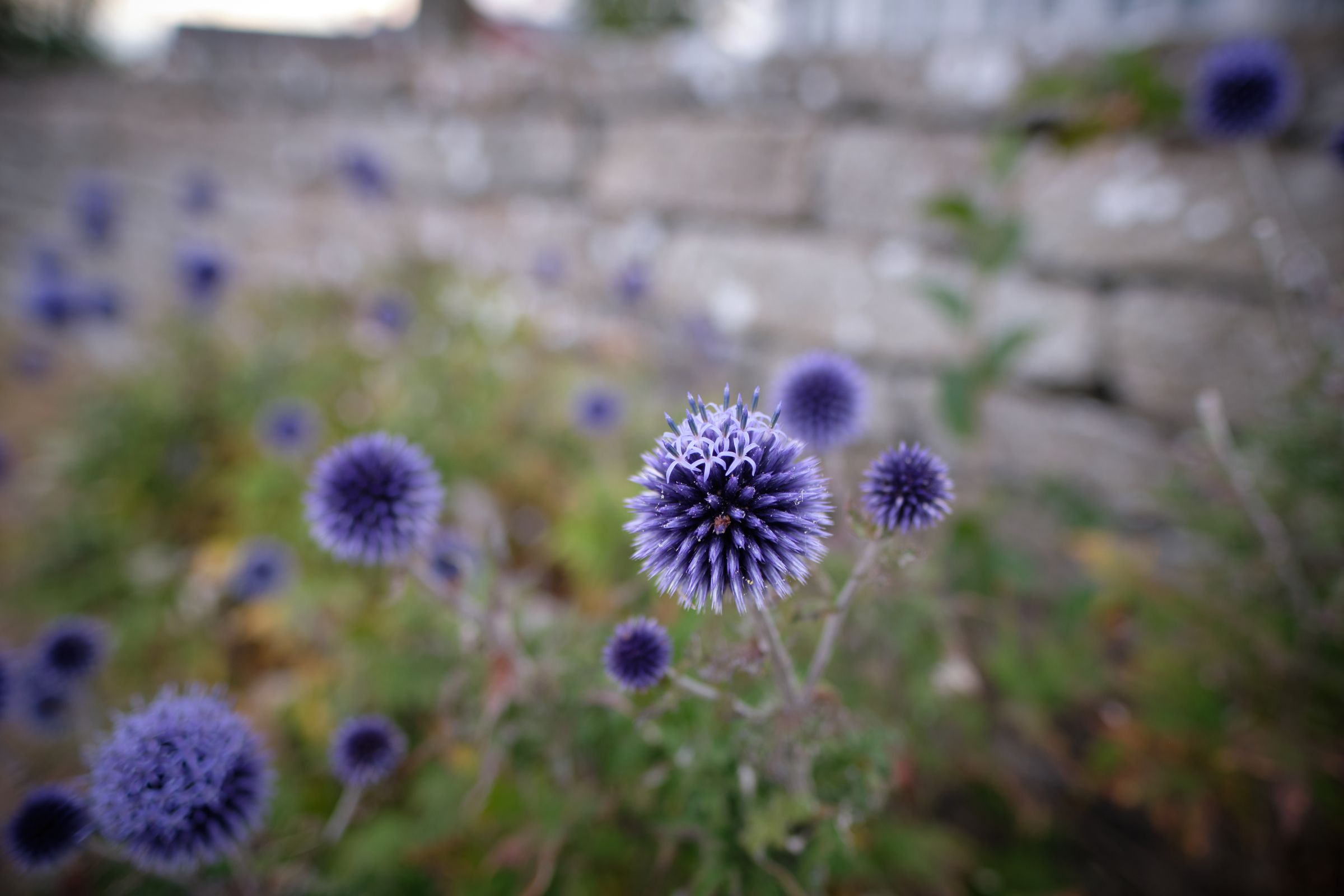 Spiky