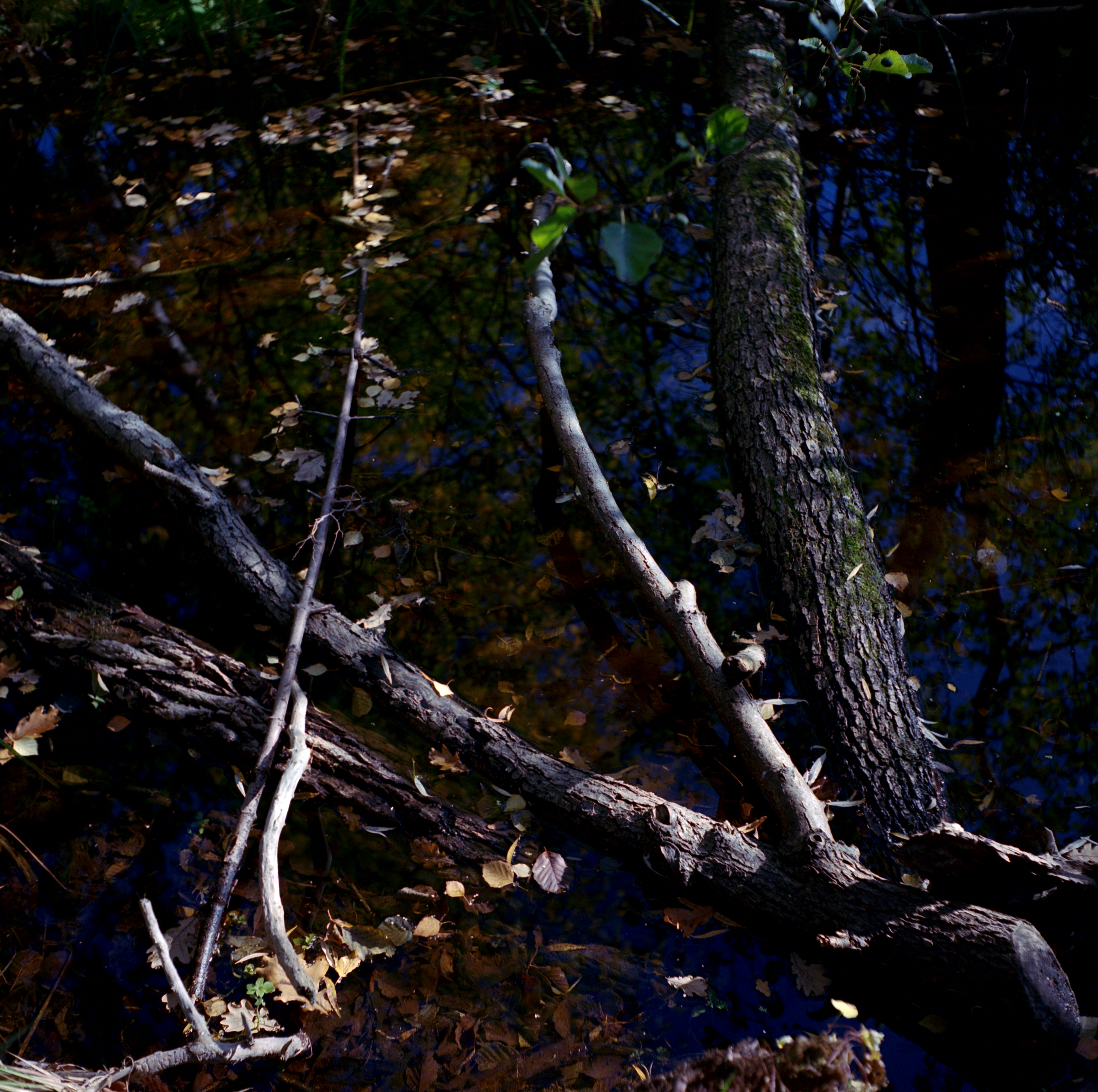 Waldwasser