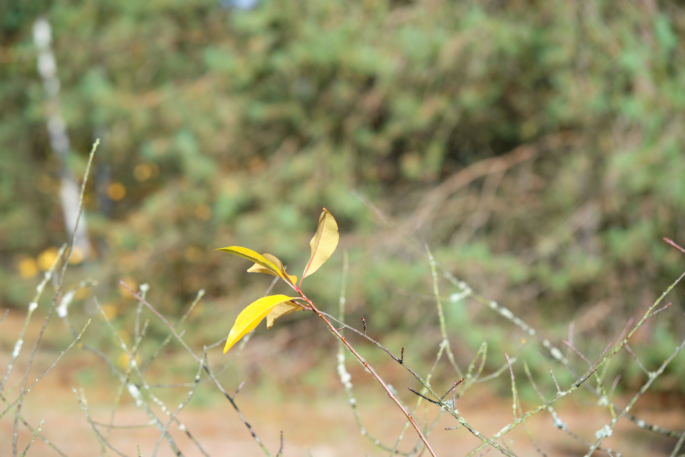 Lonely Leaf