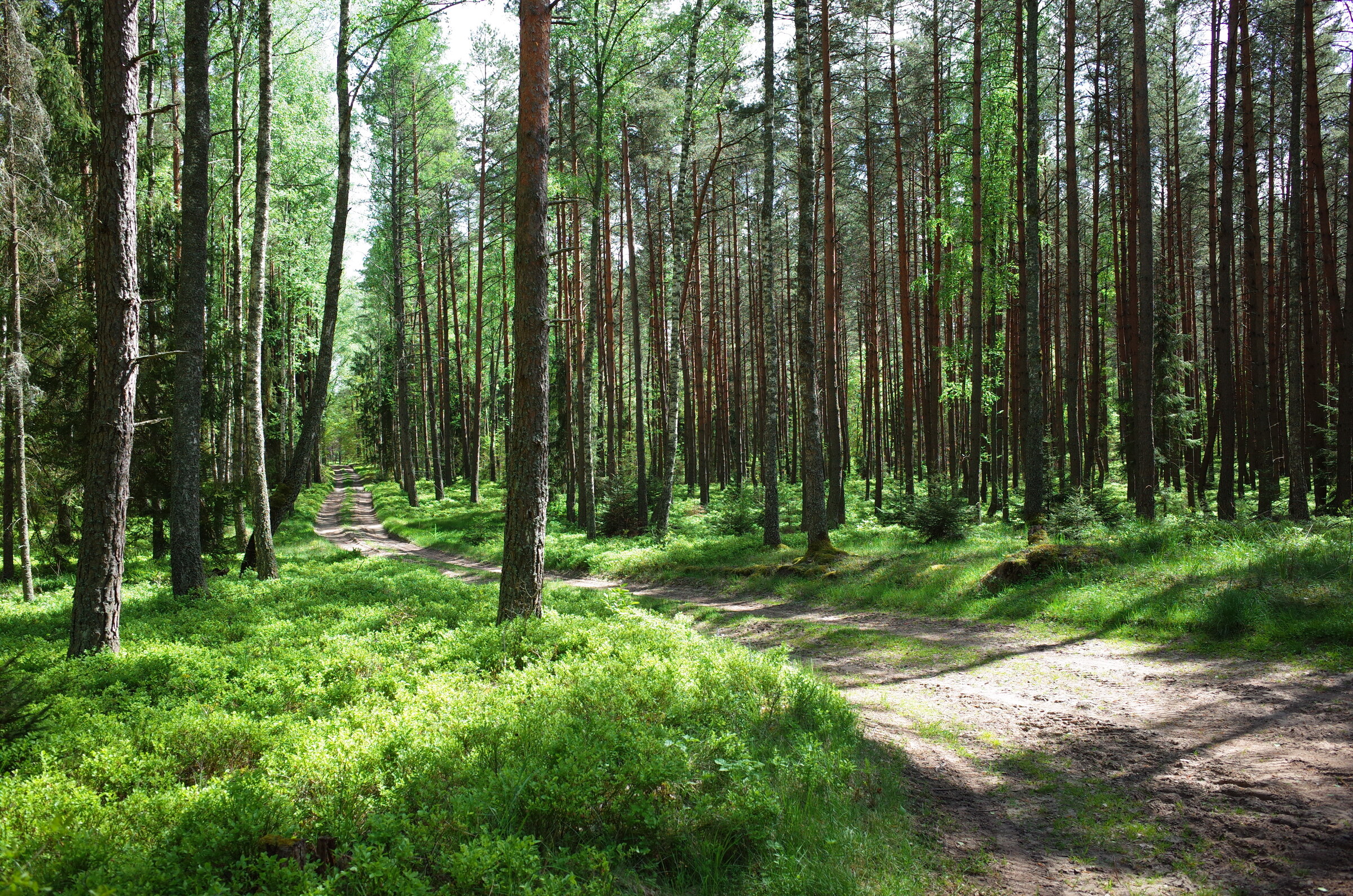 im Wald radeln