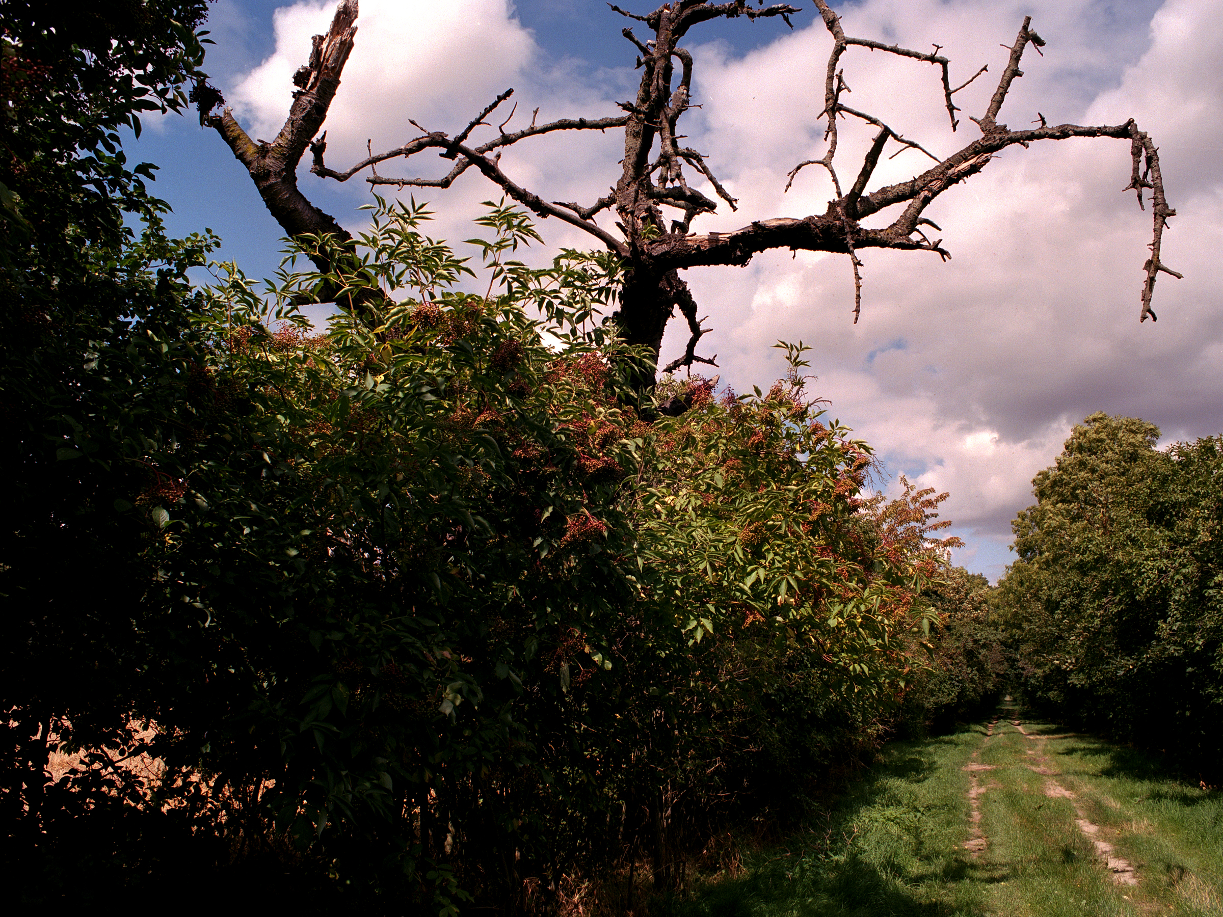 Der Baum am Weg