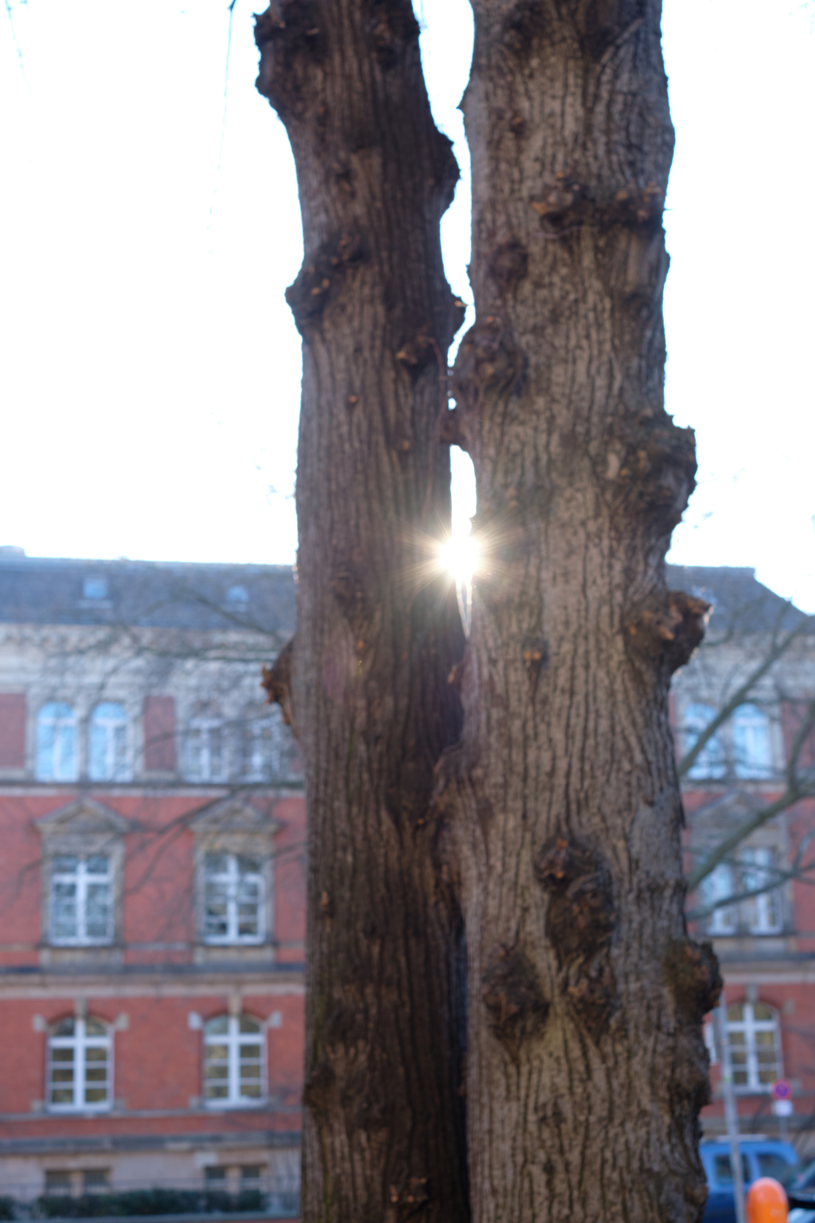 Trough The Twin Trees