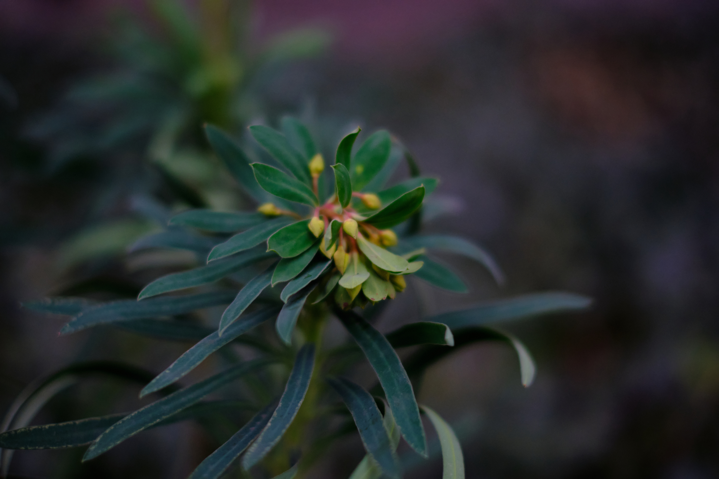 Greens & Yellows
