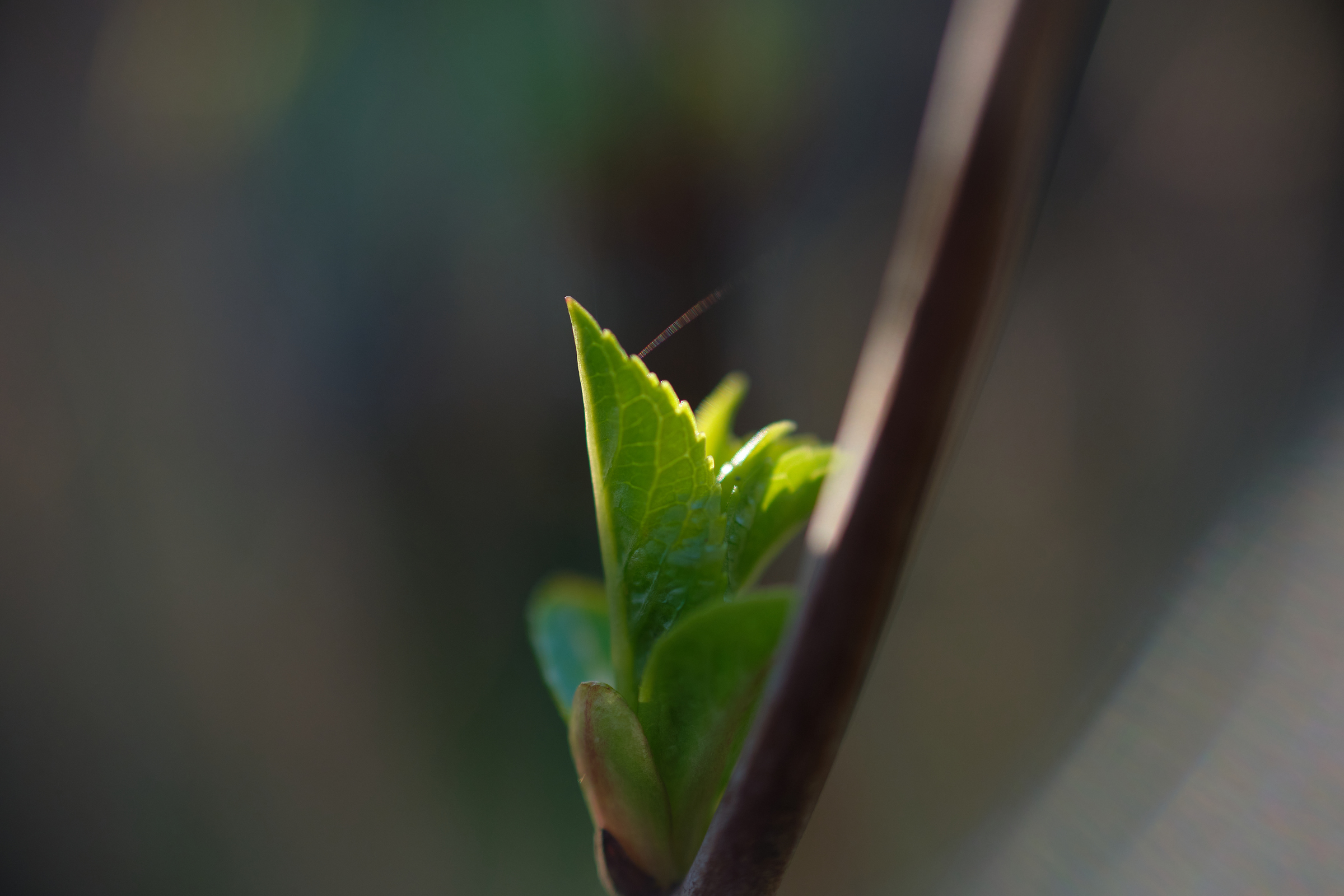 Freshly Growing