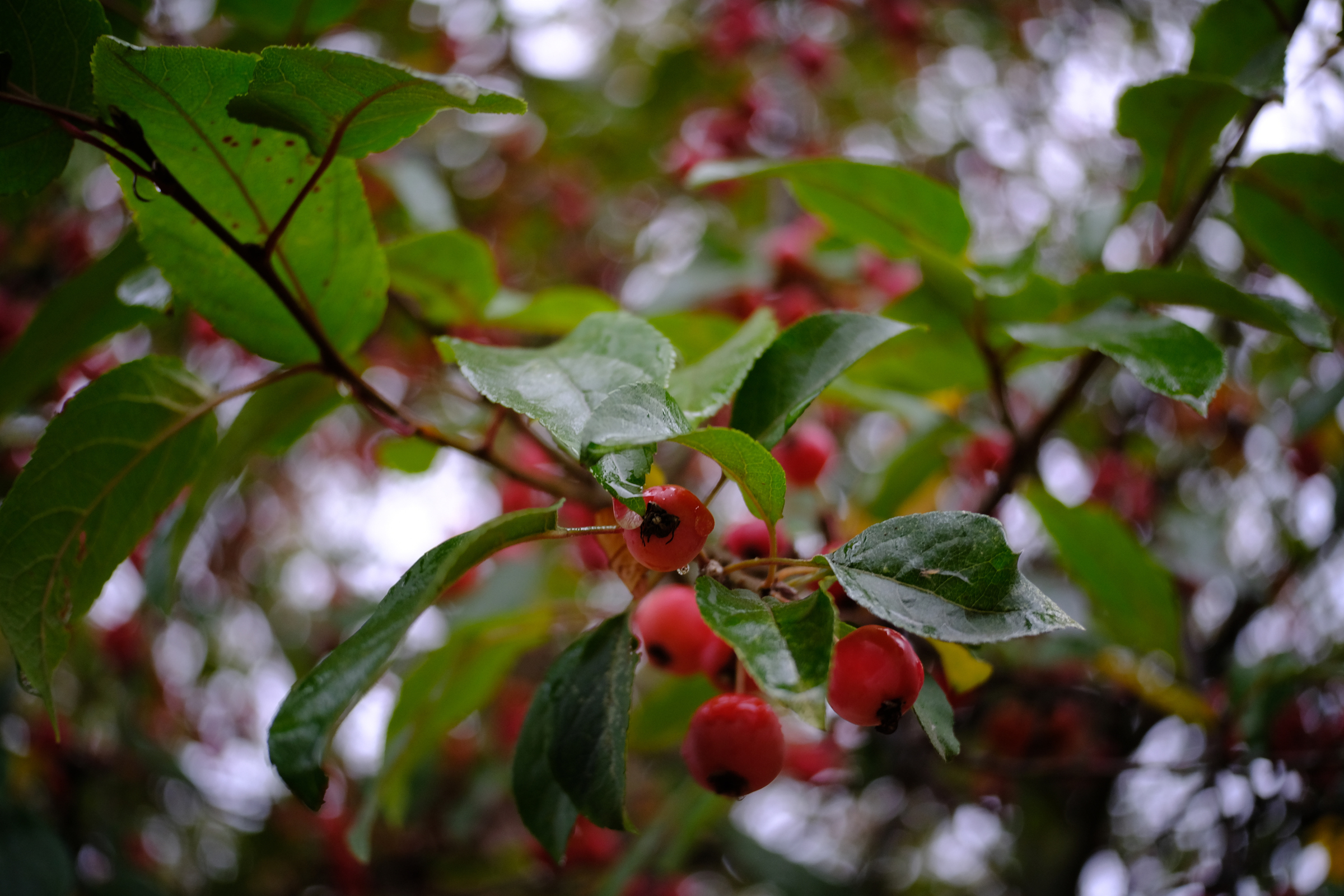 Beautiful Berries I