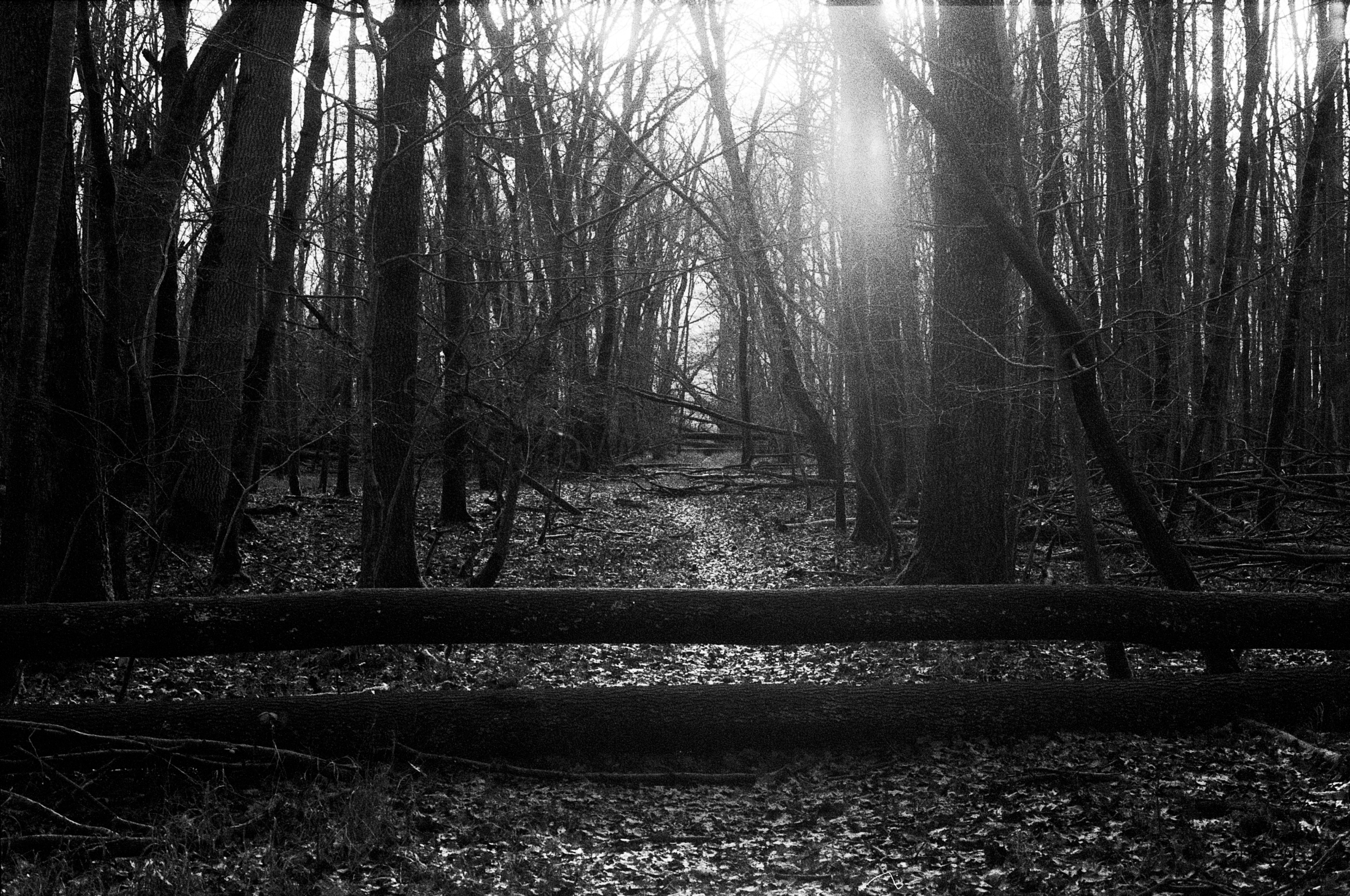 Licht in der Lohe