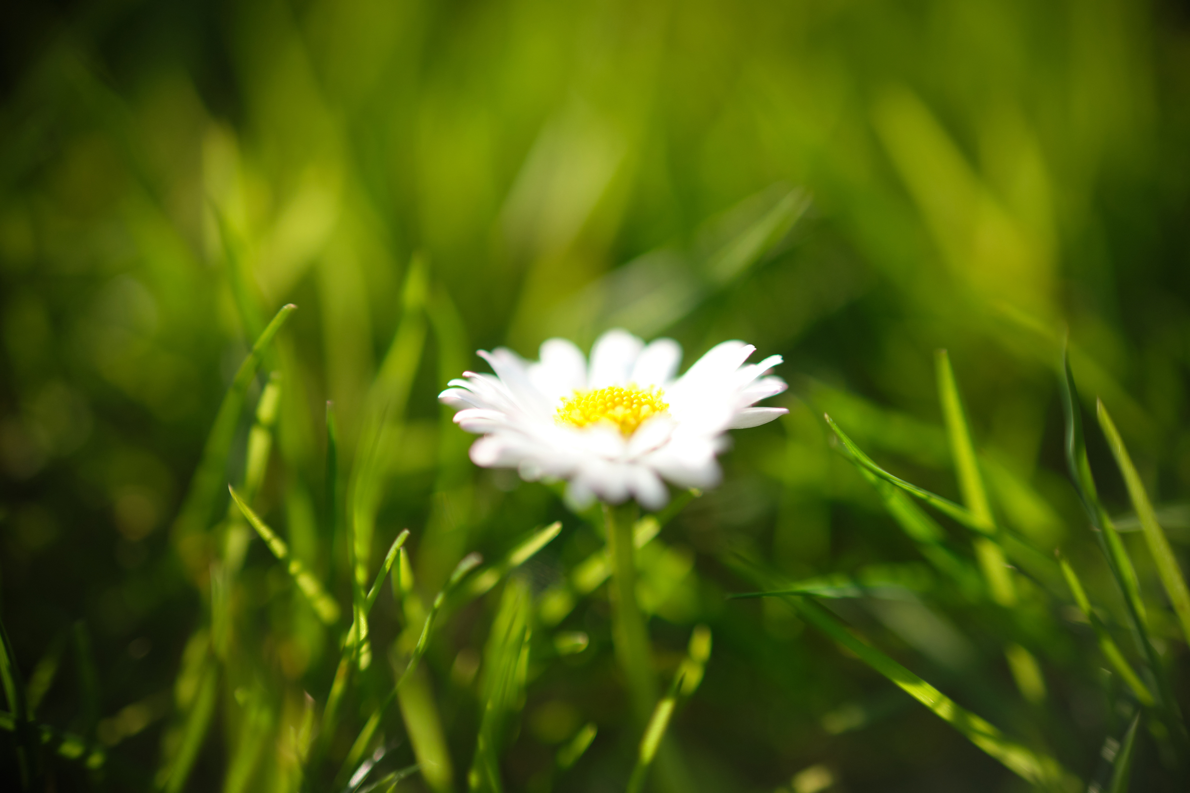 Bright White I