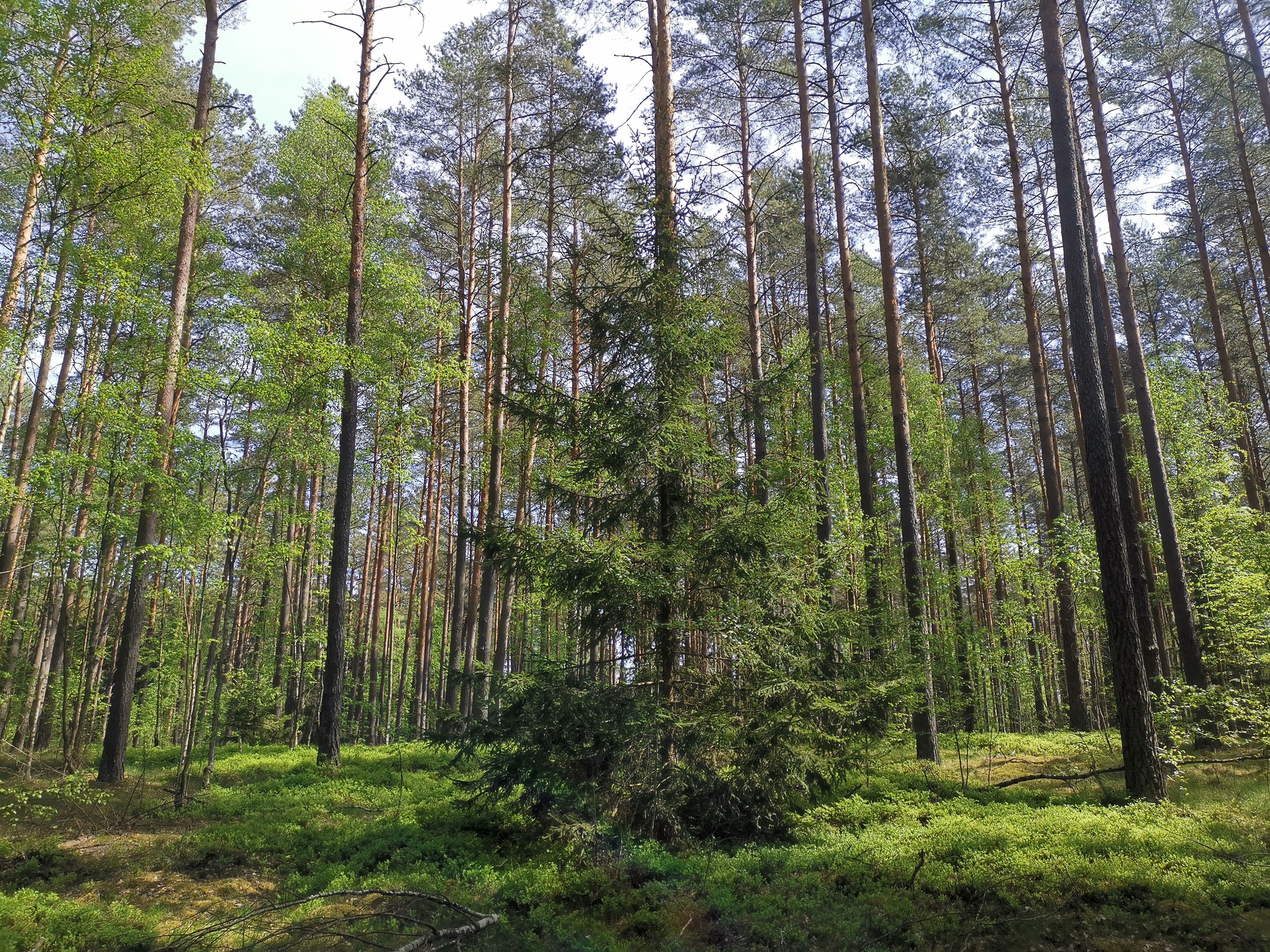 ein Baum