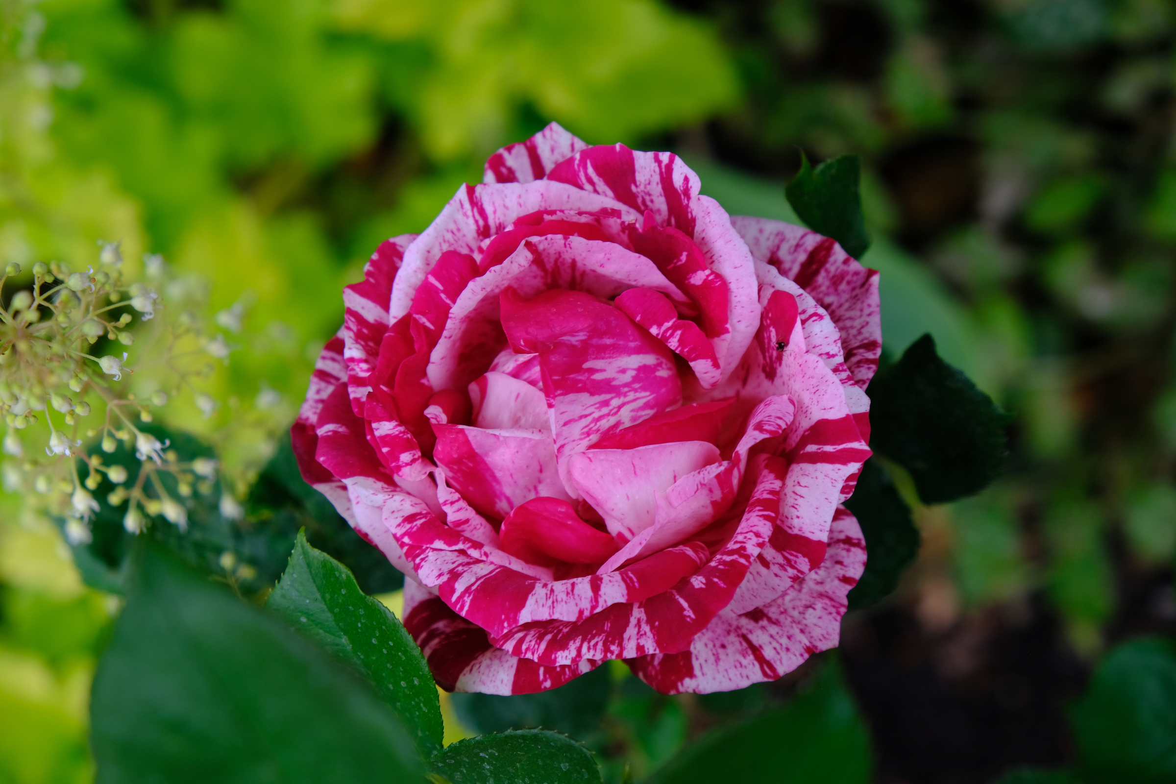 Beautiful Texture