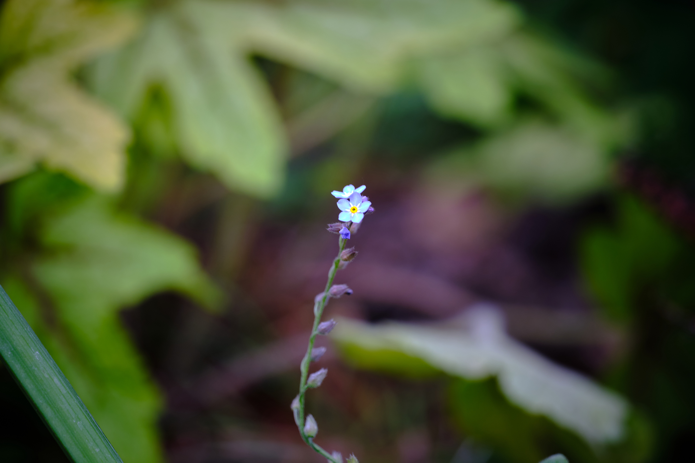 A Tiny Spot Of Blue