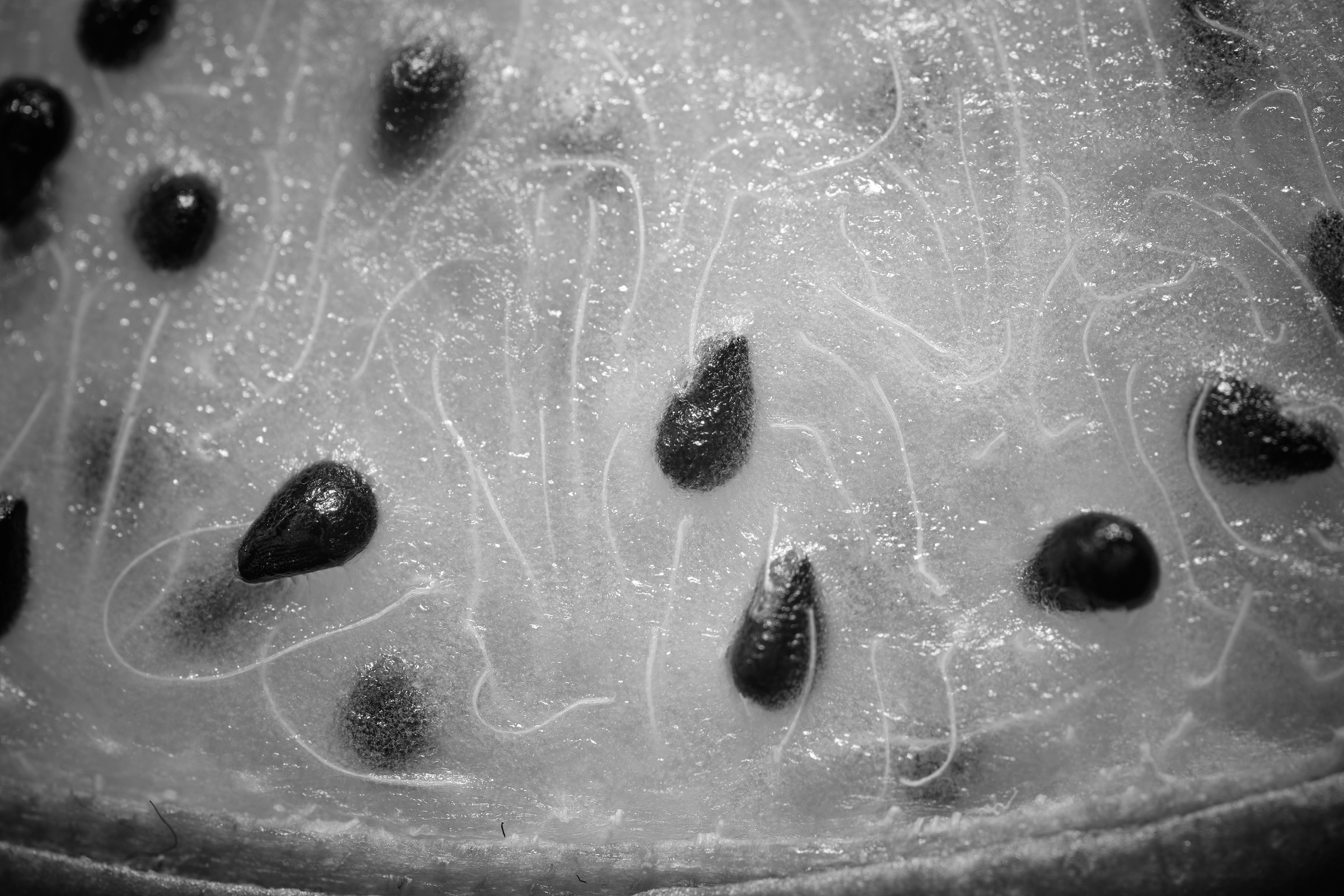 Macro Images