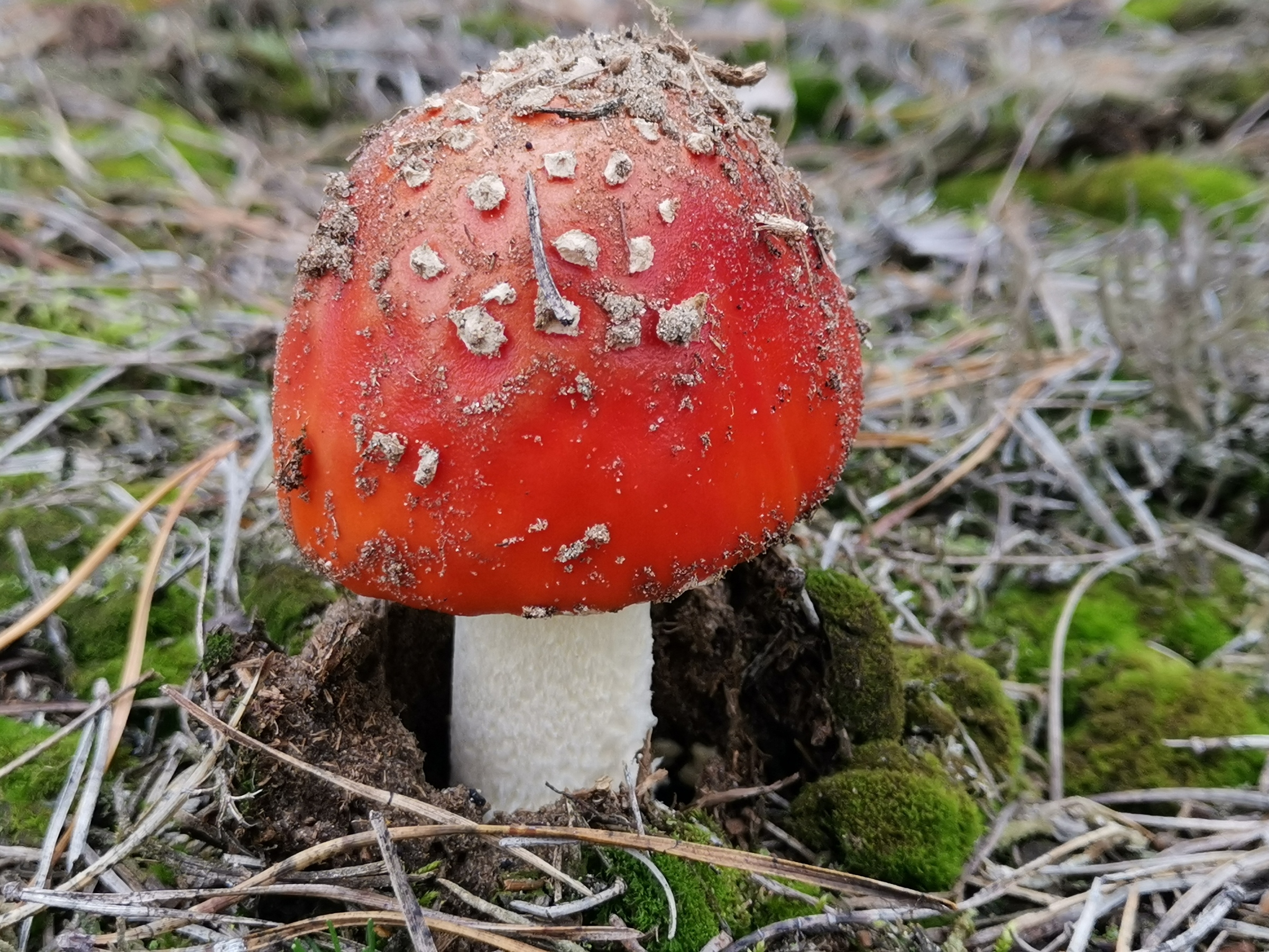 Borgsdorf CM