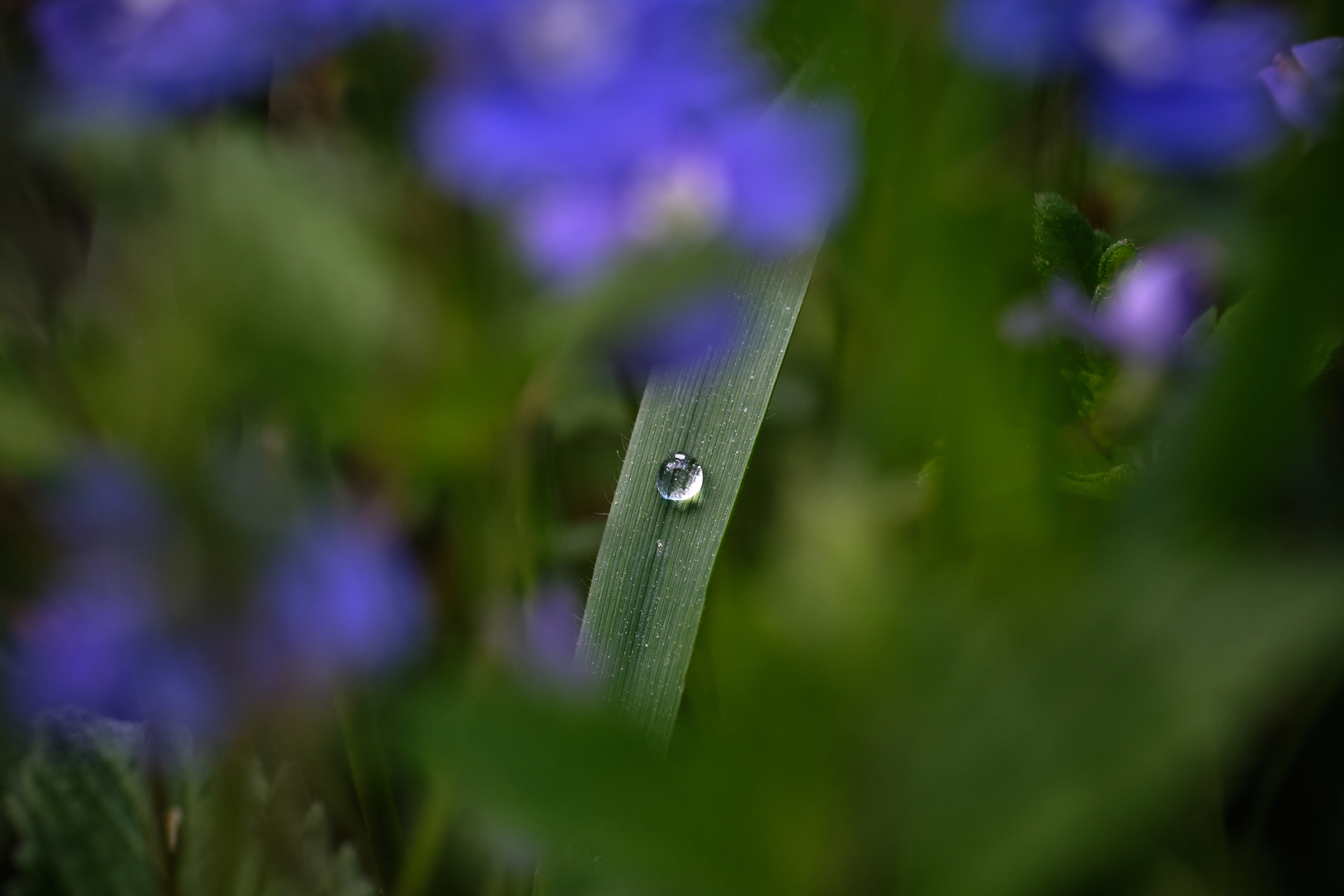 Erpetal