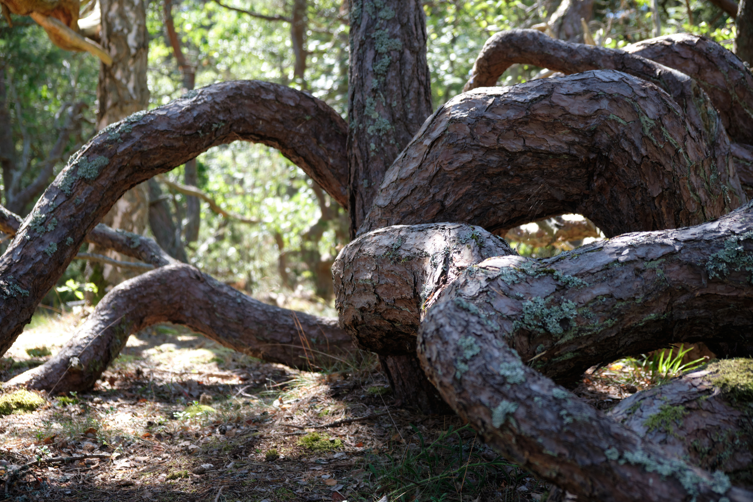 Grabbing Roots
