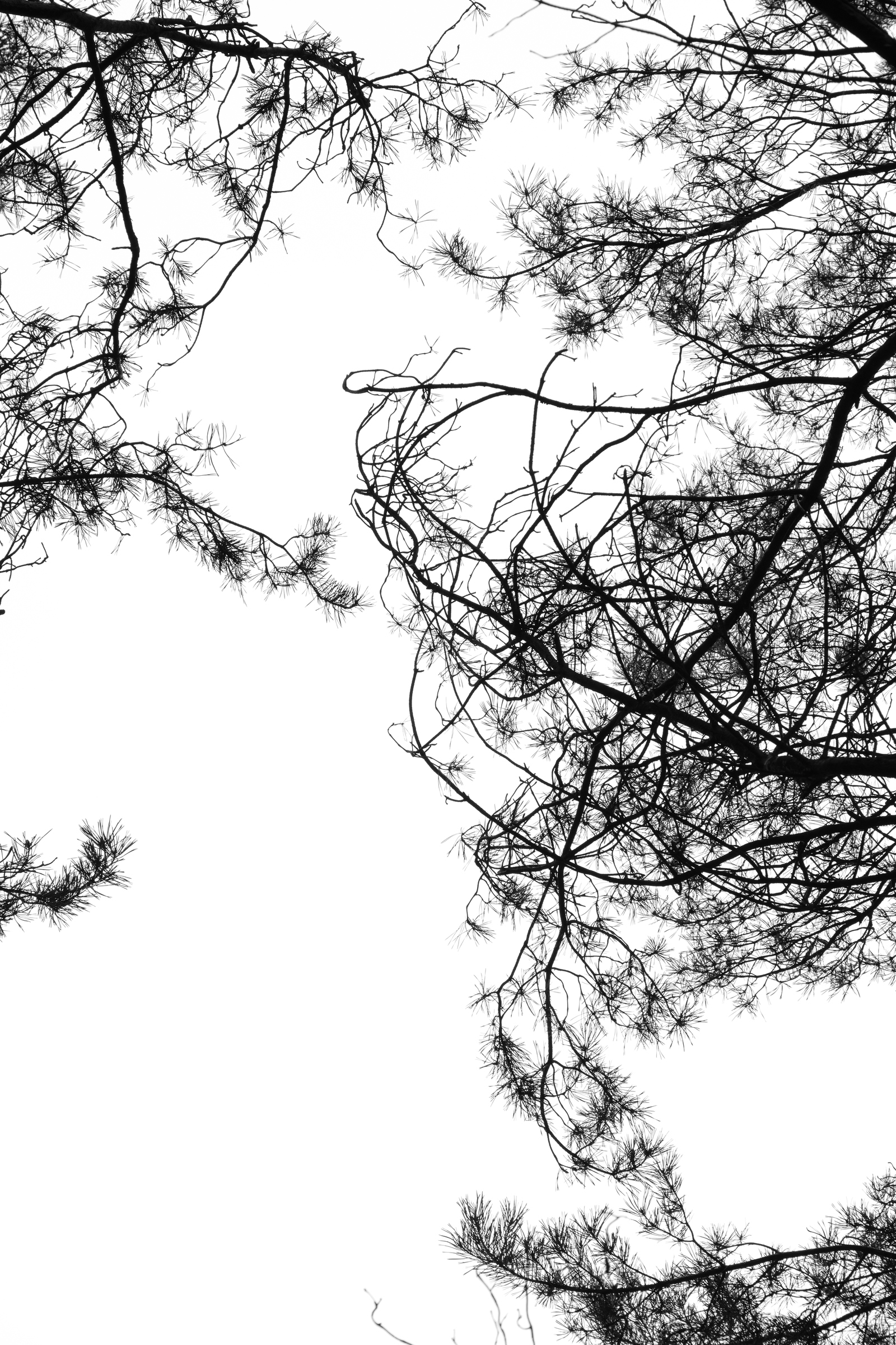 Black And White Branches