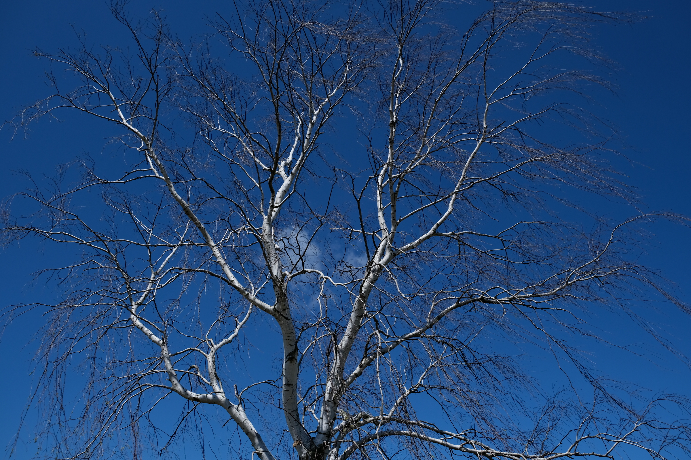eine Birke