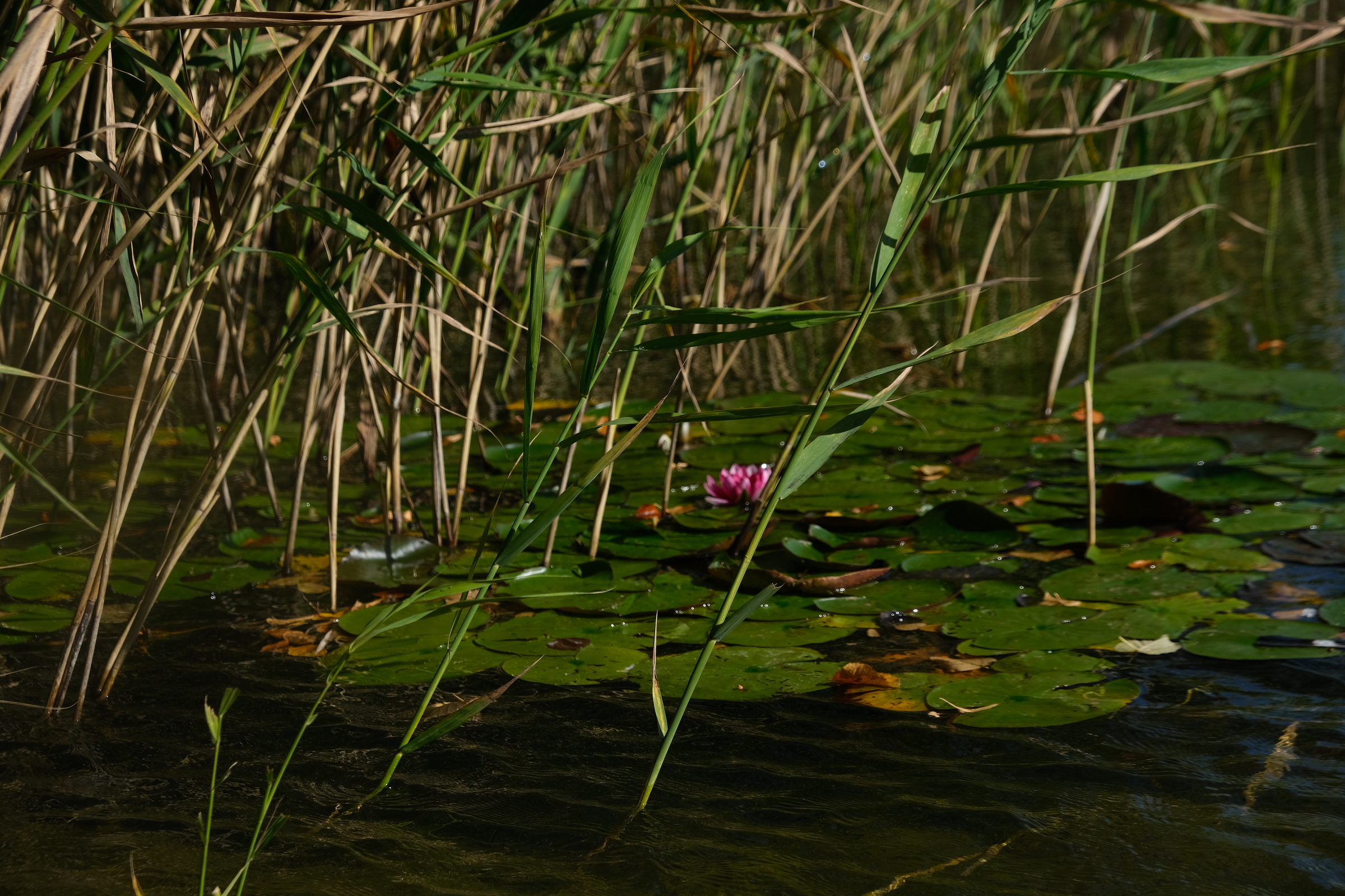 eine Rose
