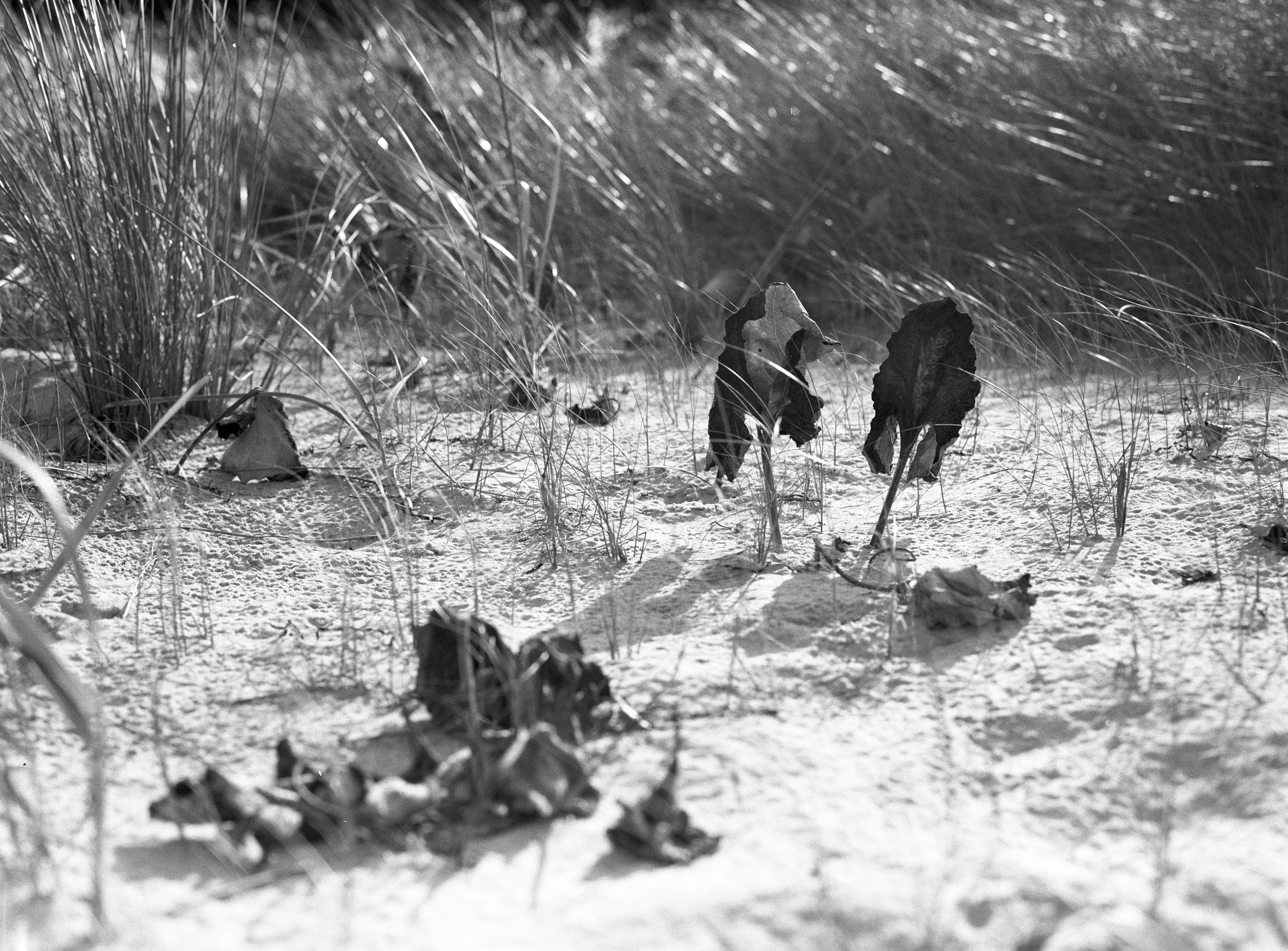Leben im Sand