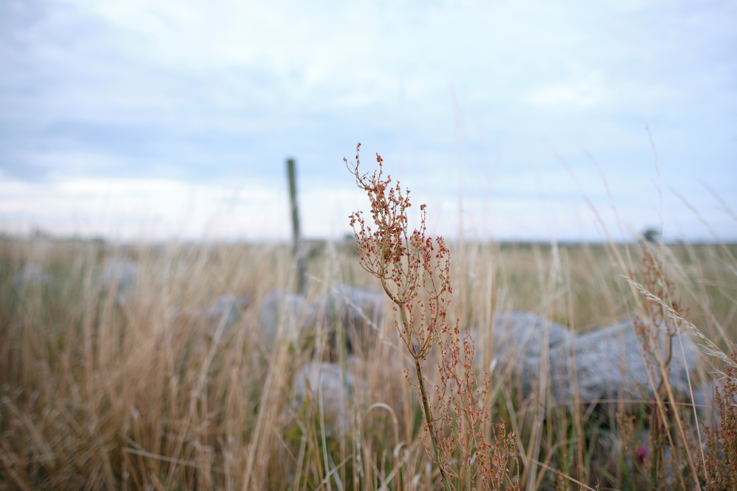 Grass & Flowers IV