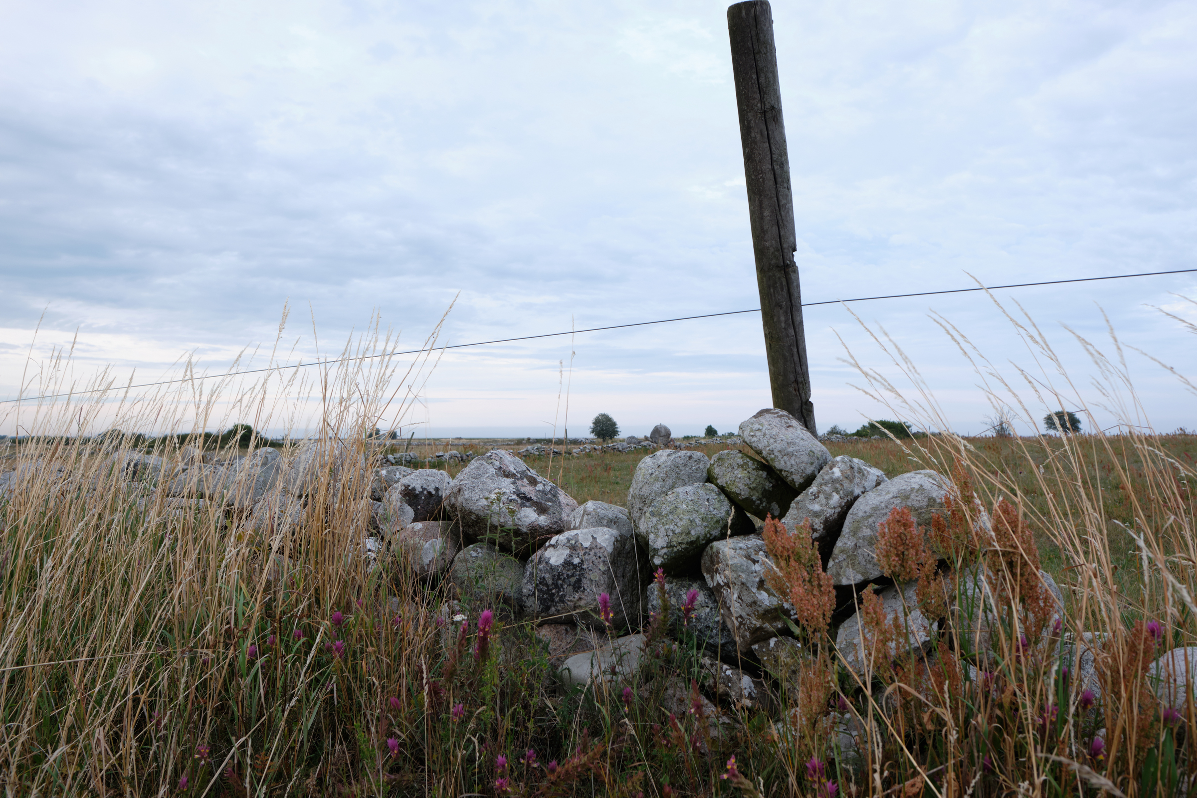 Grass & Flowers II
