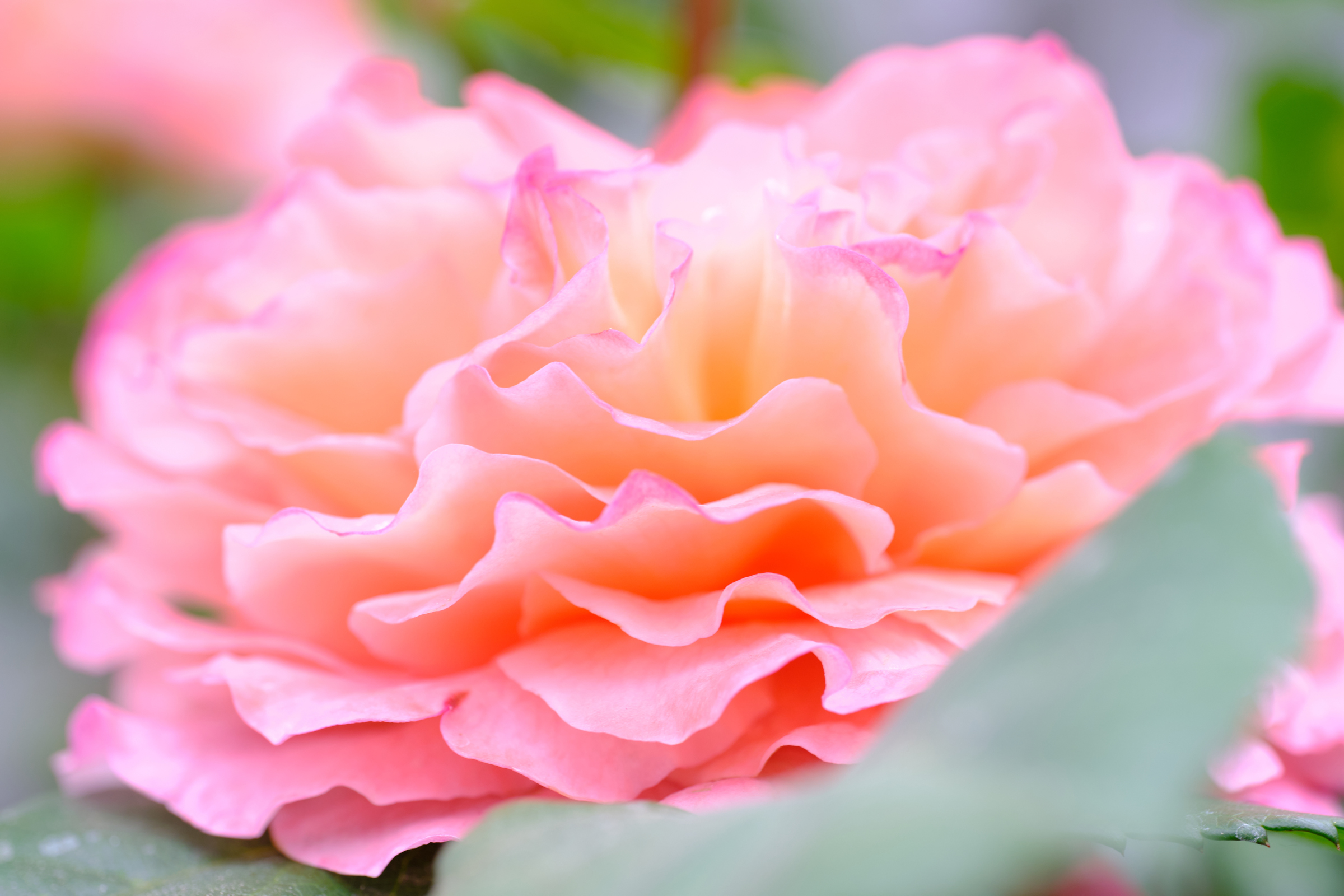 Layers Of Pink & Orange I
