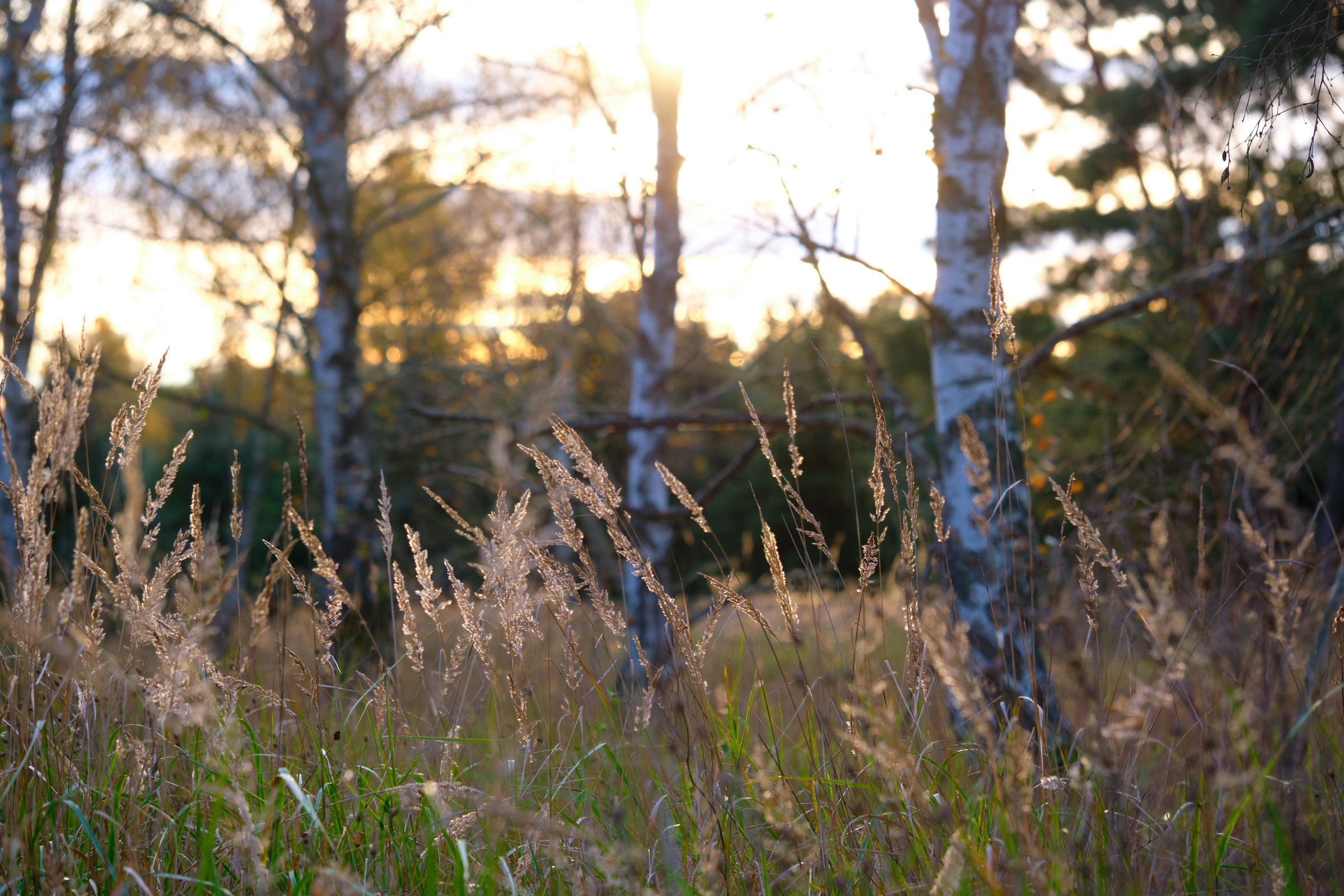 Golden Hues II