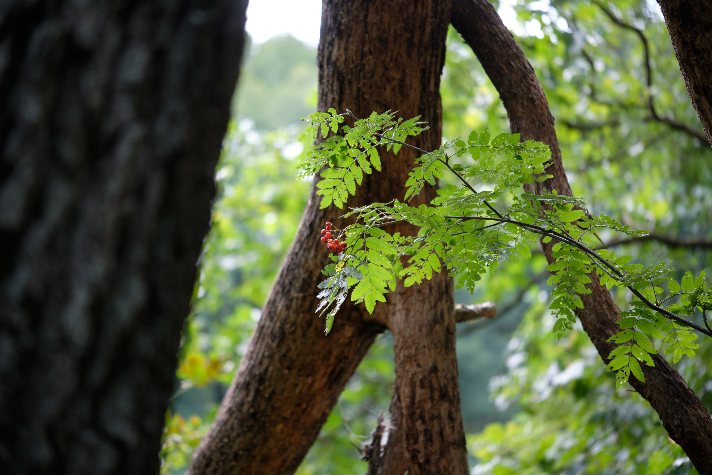 Bunch Of Berries