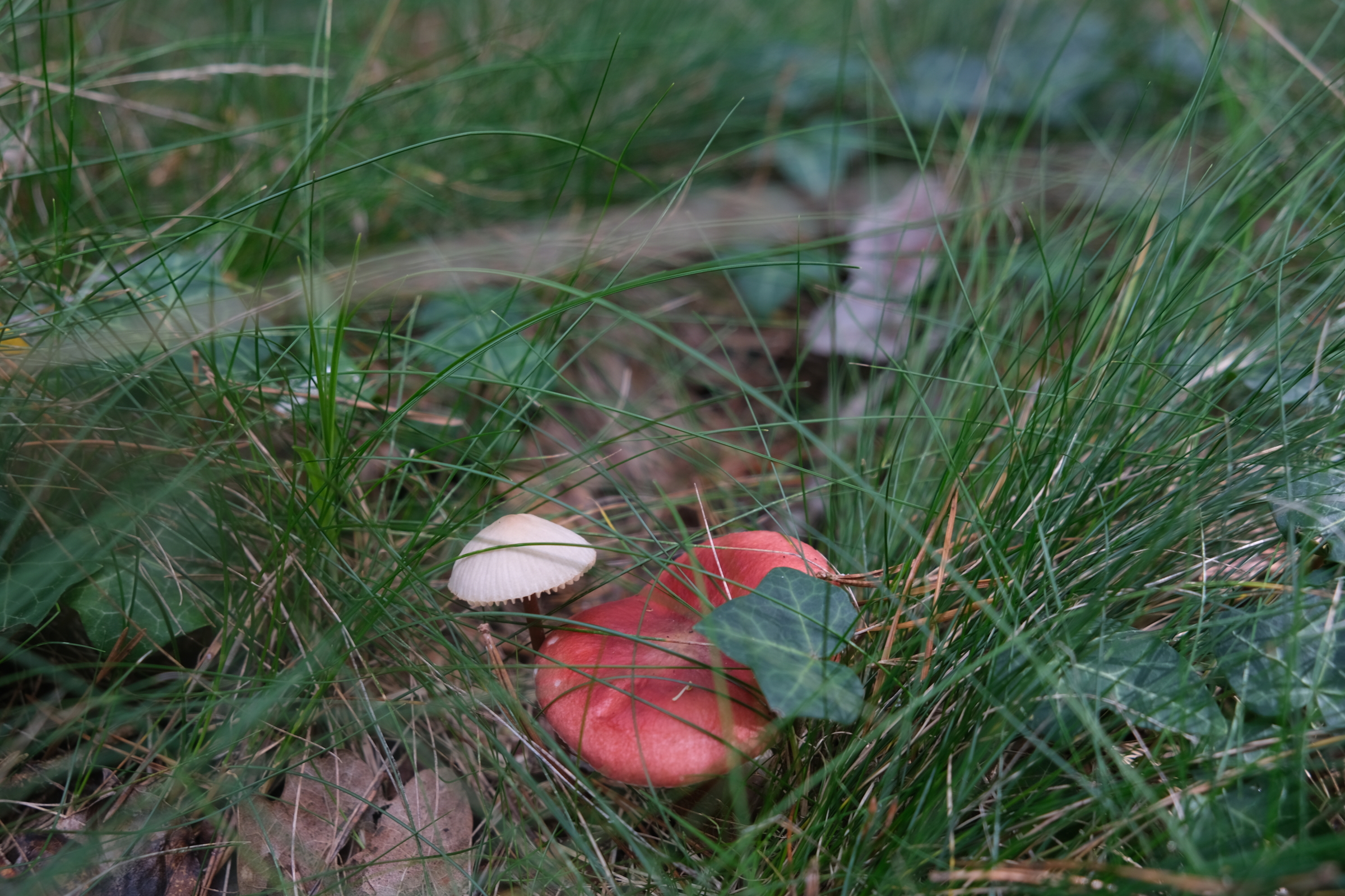Huetchen
