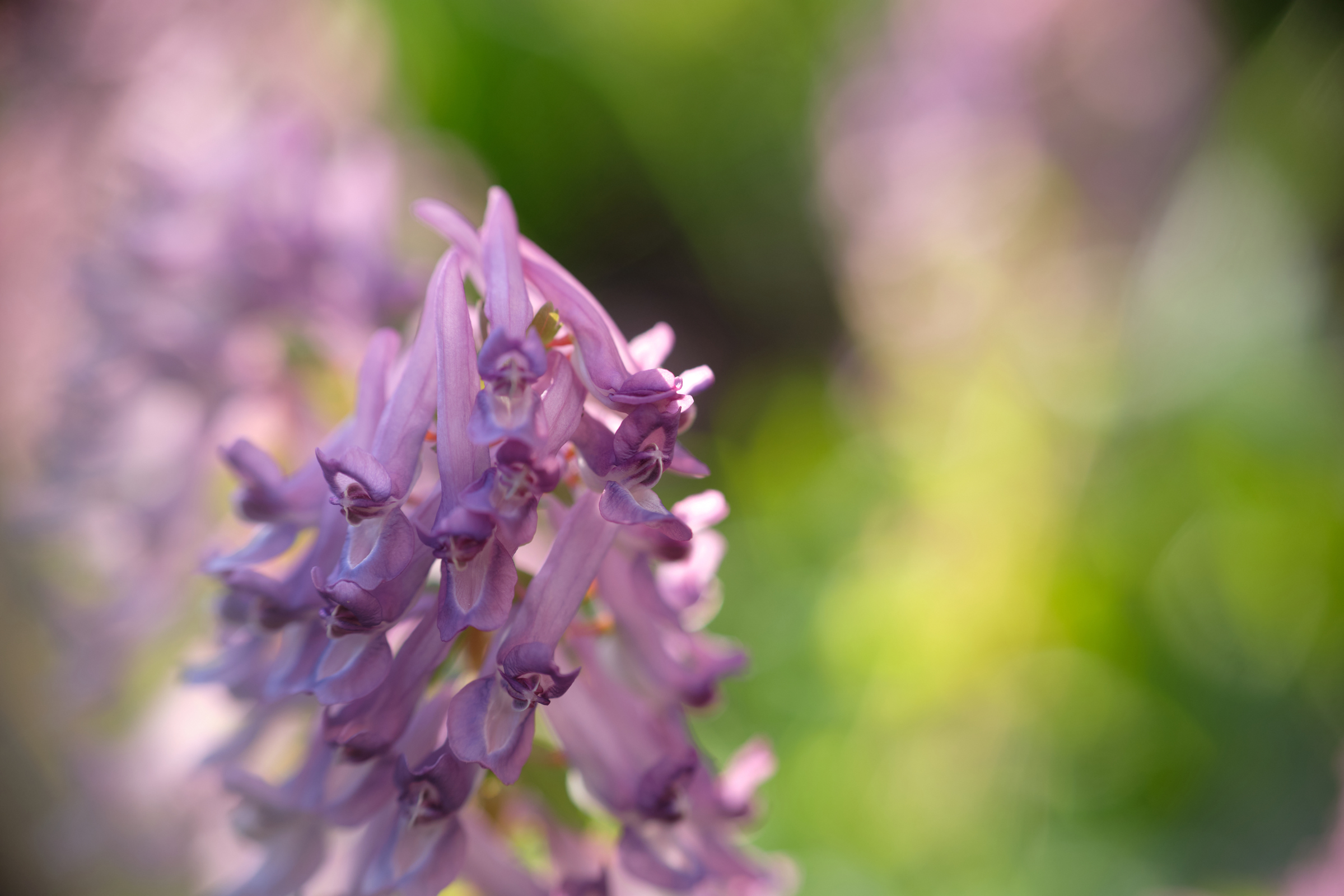 Purple Hues II