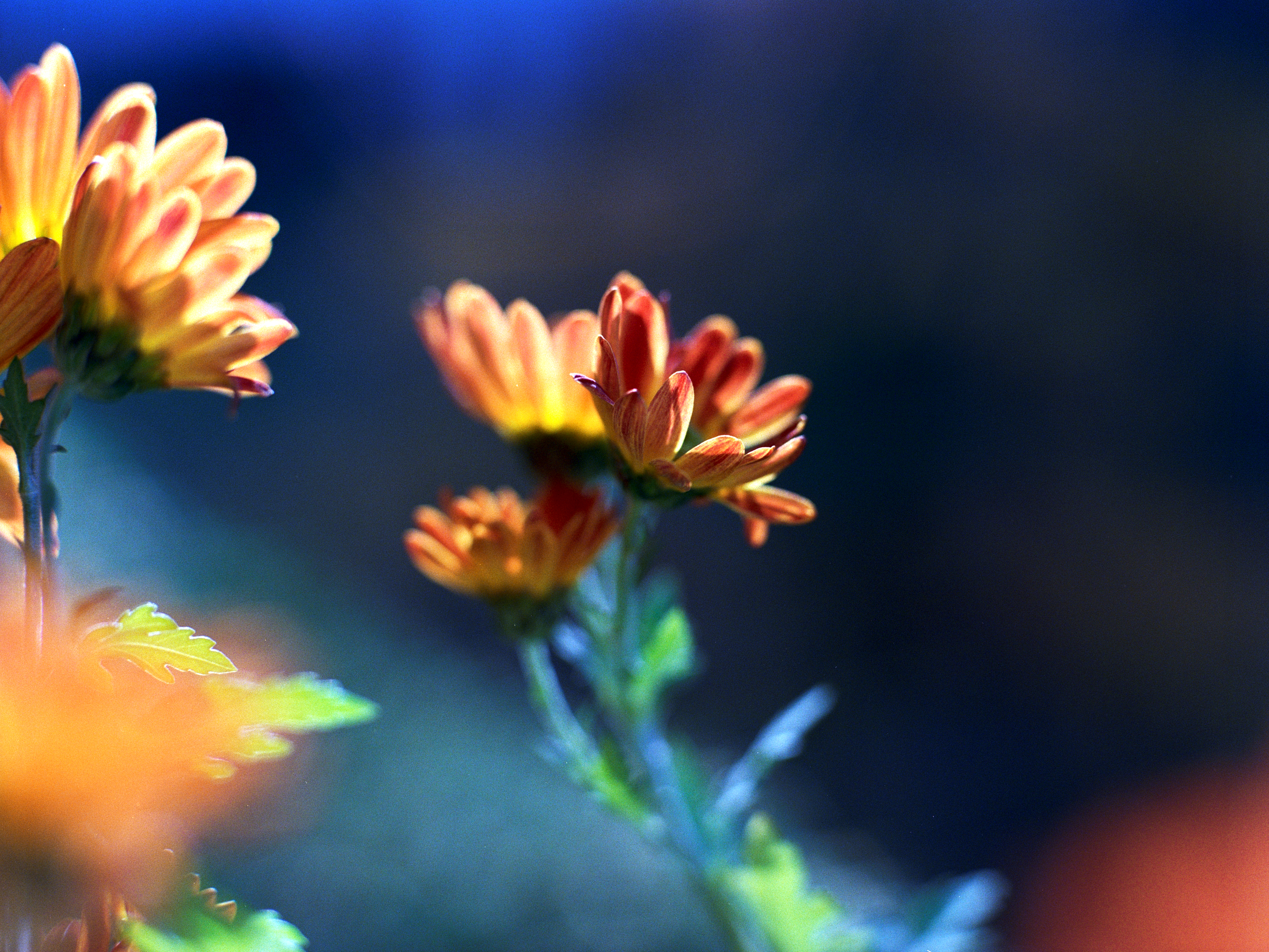 Herbstlicht