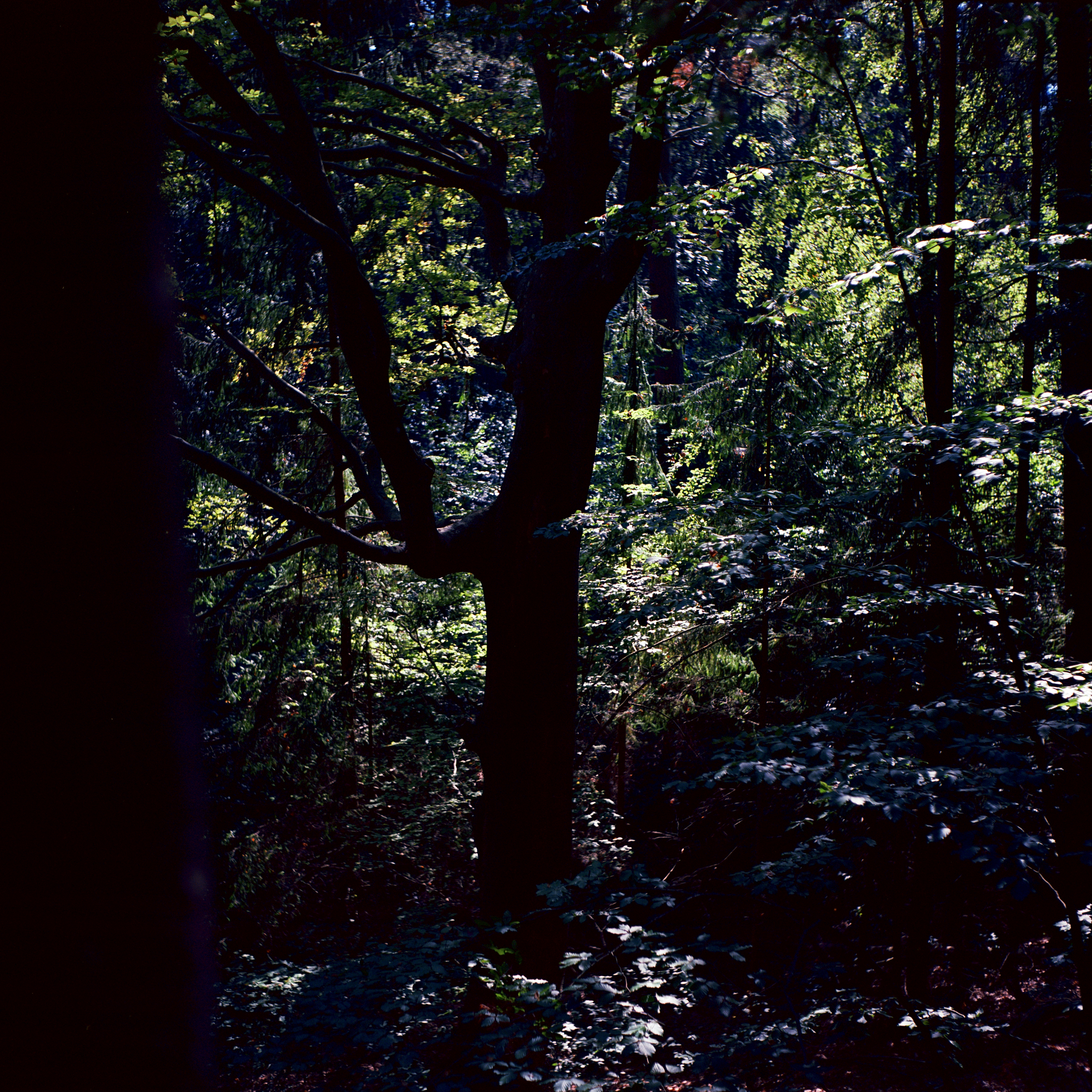 Im Schatten des Waldes