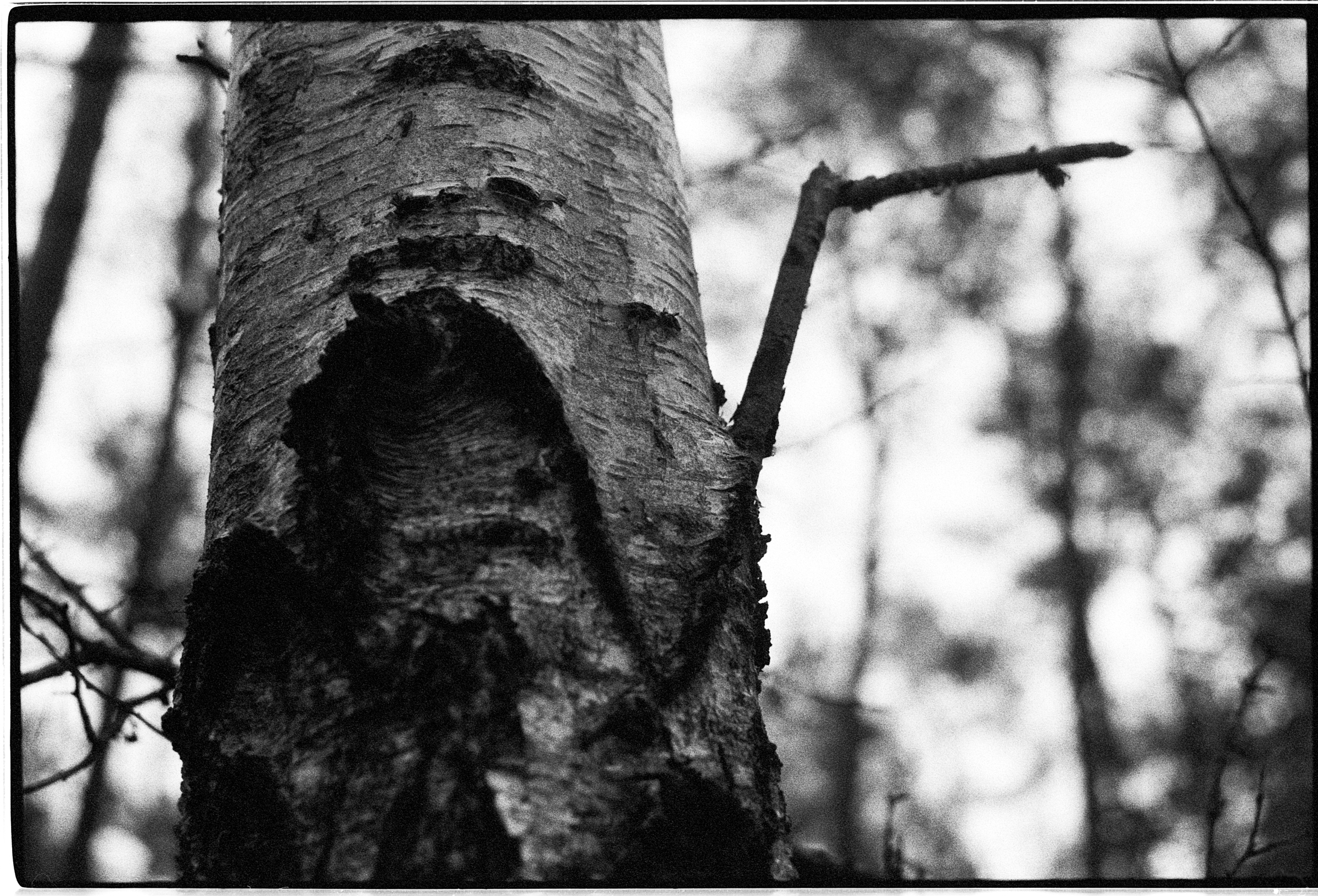 Baum
