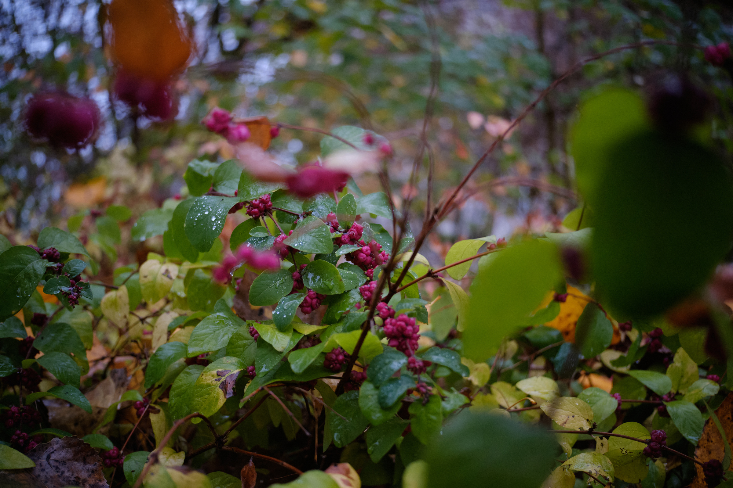 Beautiful Berries II