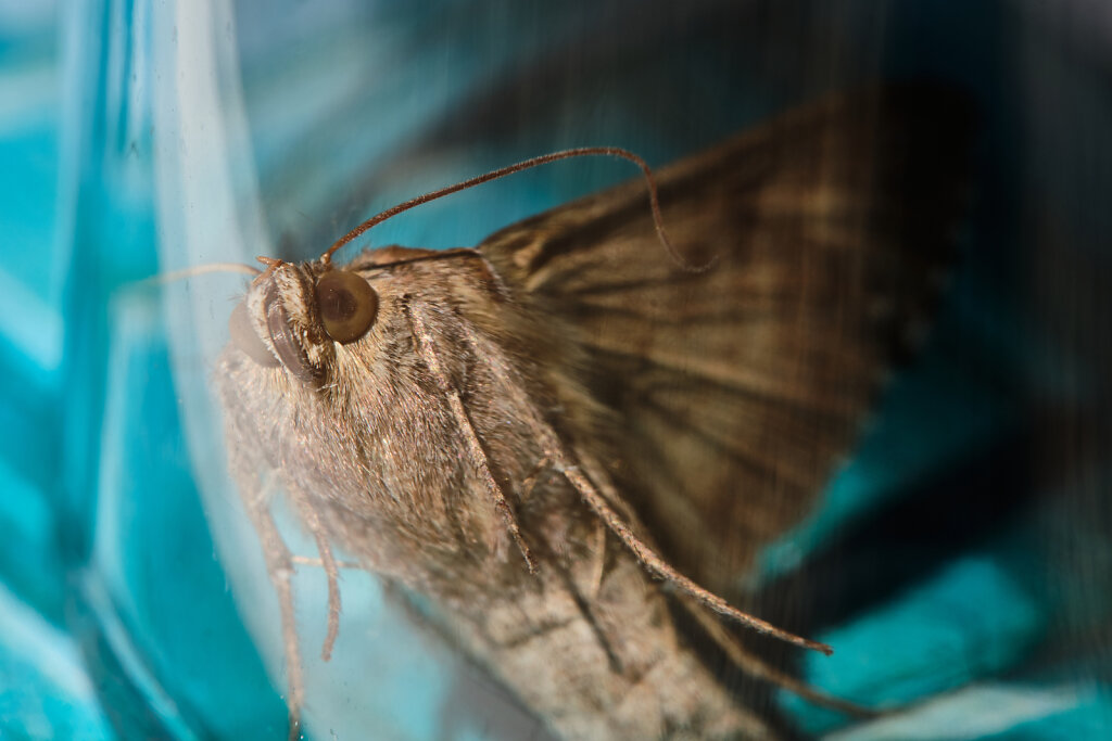 Macro moth I