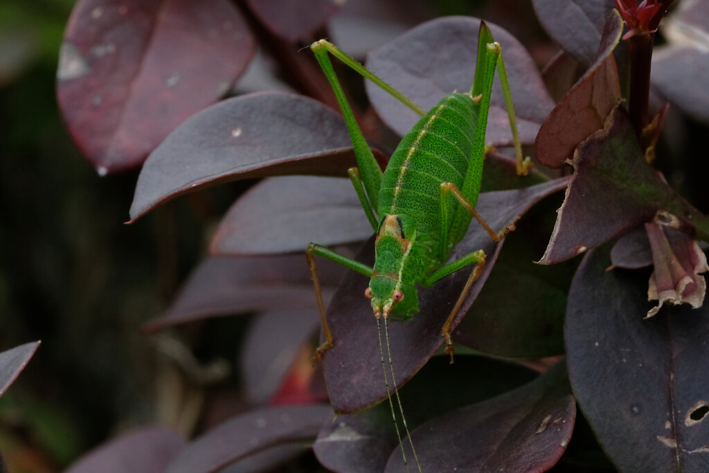Macro grasshopper I