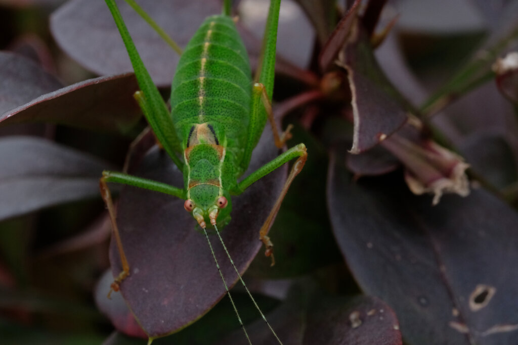 Macro grasshopper II