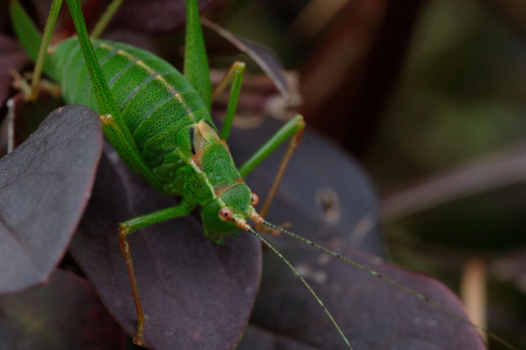 Macro grasshopper III