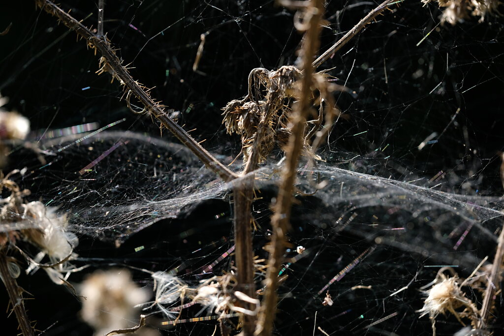 Reflecting spiderwebs