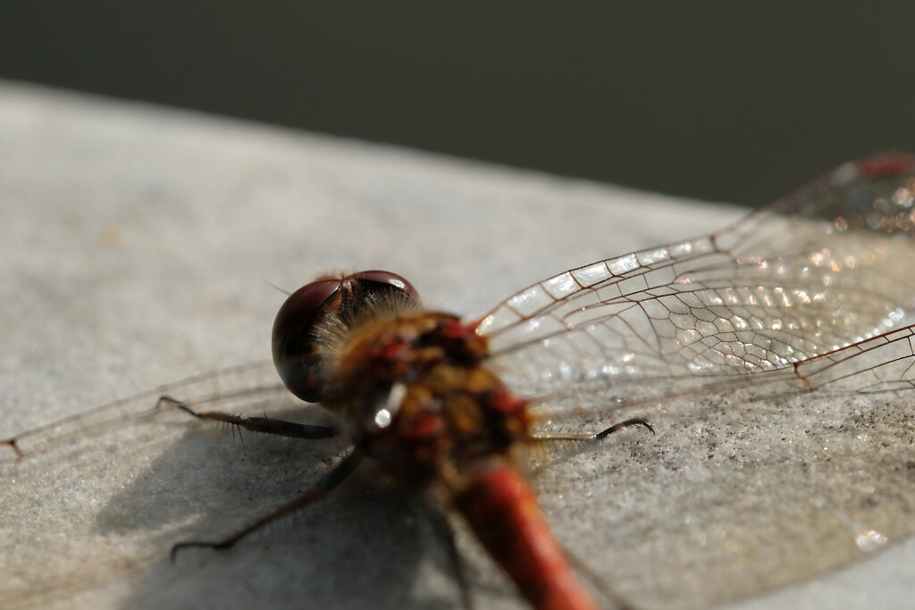Macro dragonfly III