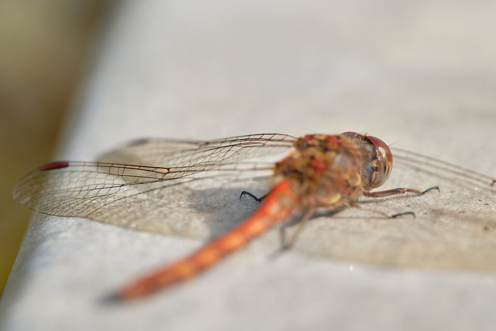 Macro dragonfly I