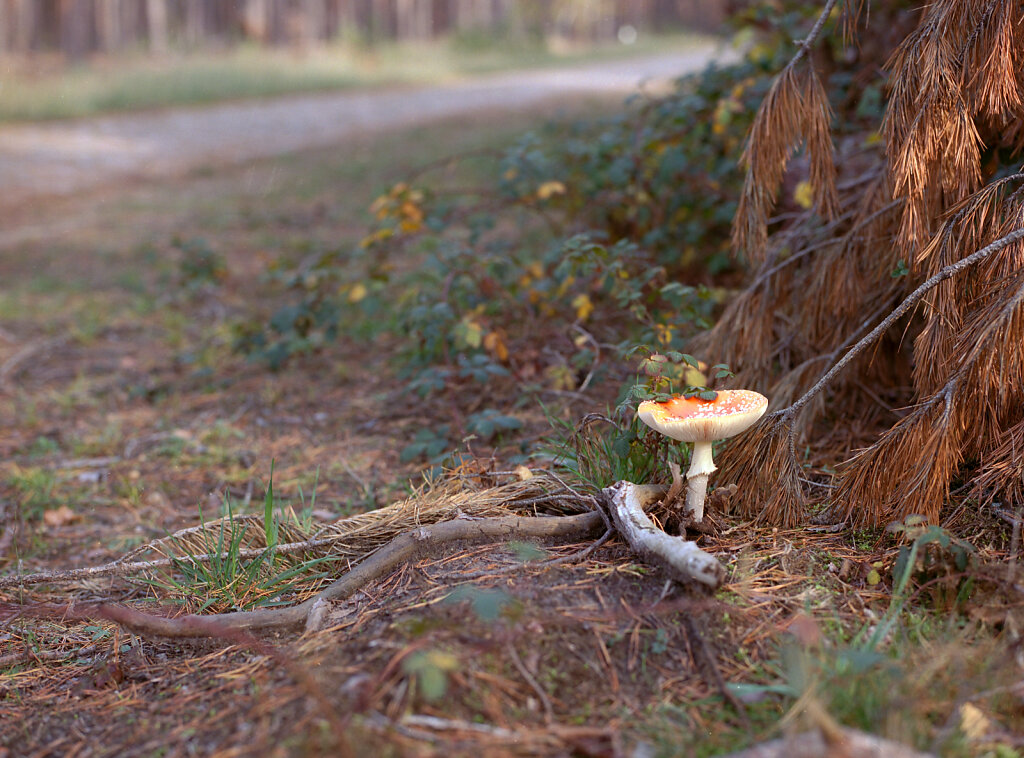 Pilz am Wegesrand