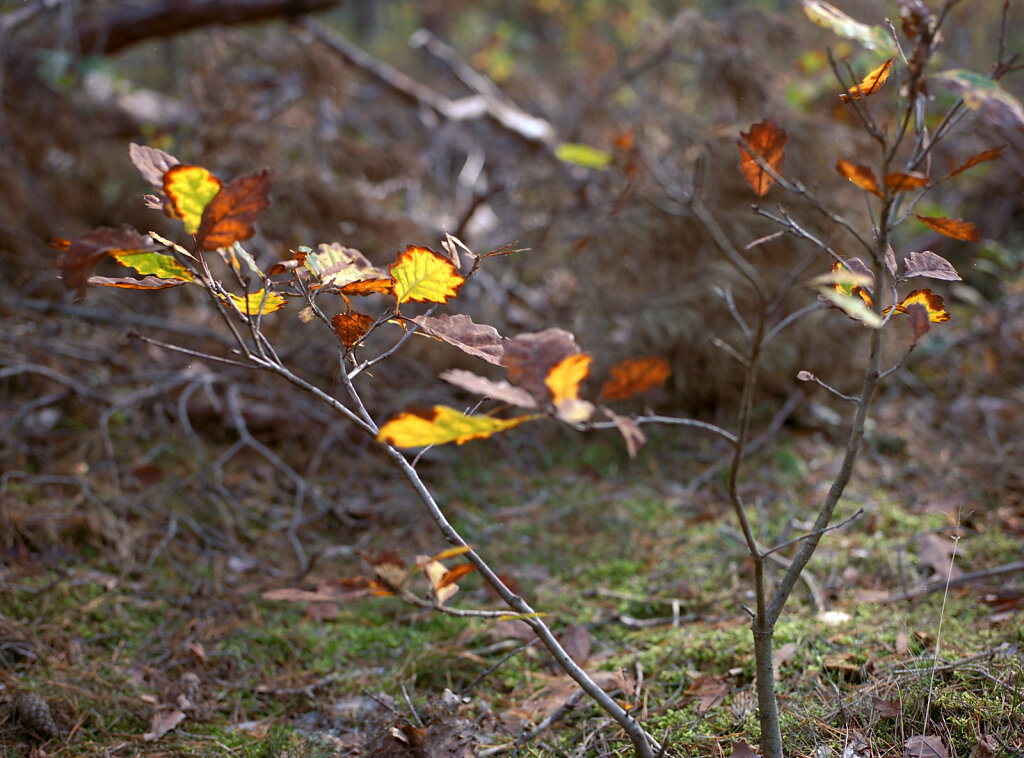 Ein junger Baum