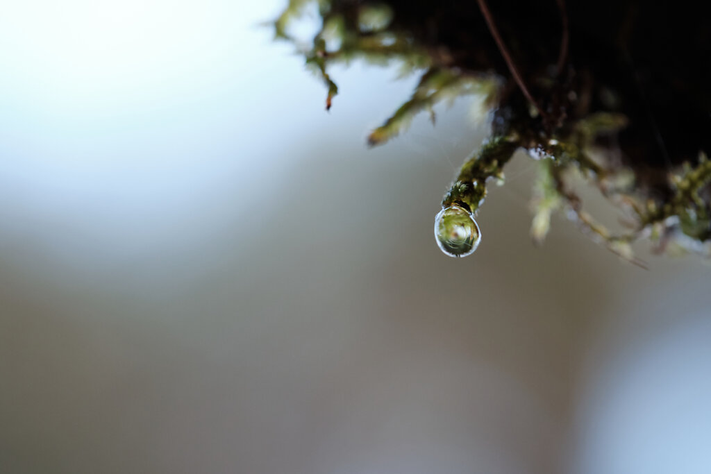 Mossy Droplet