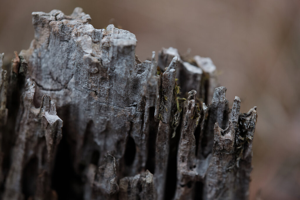 Wooden Detail I