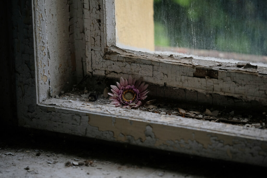 Old Flowers In Old Windows