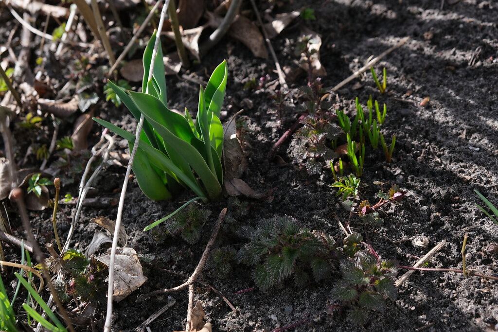 Frühling