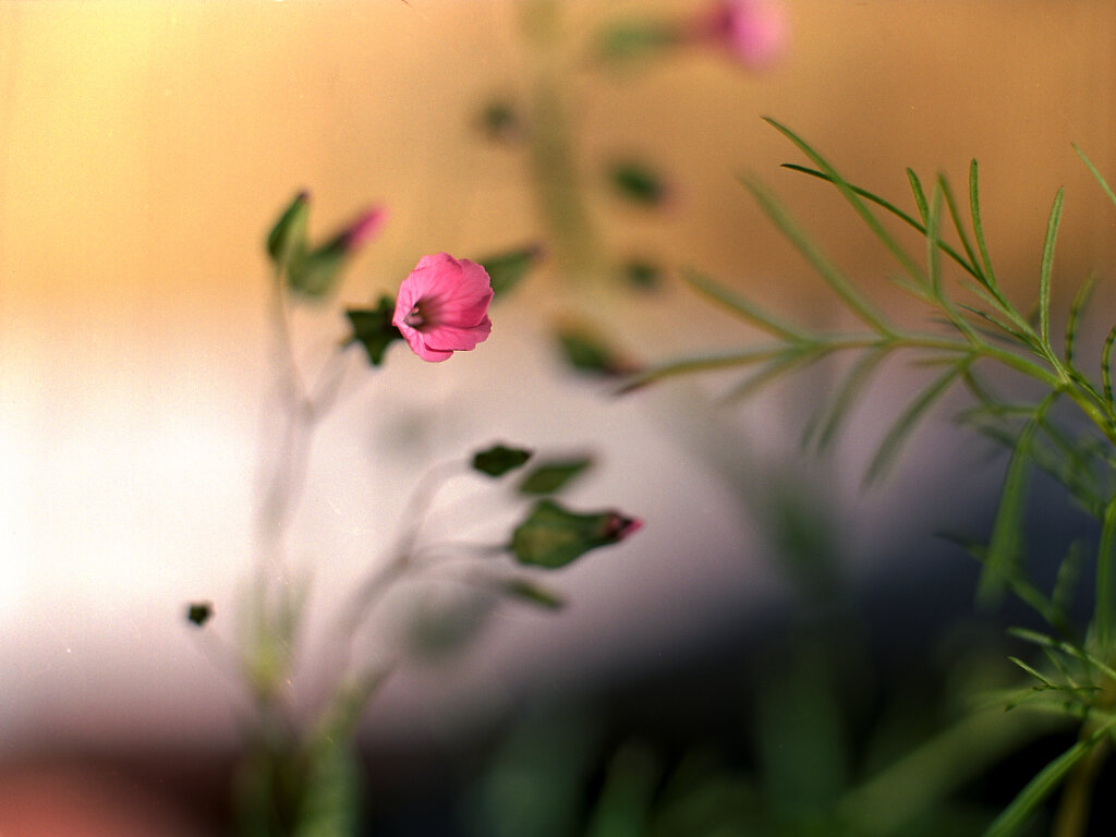 Blüte auf der Suche